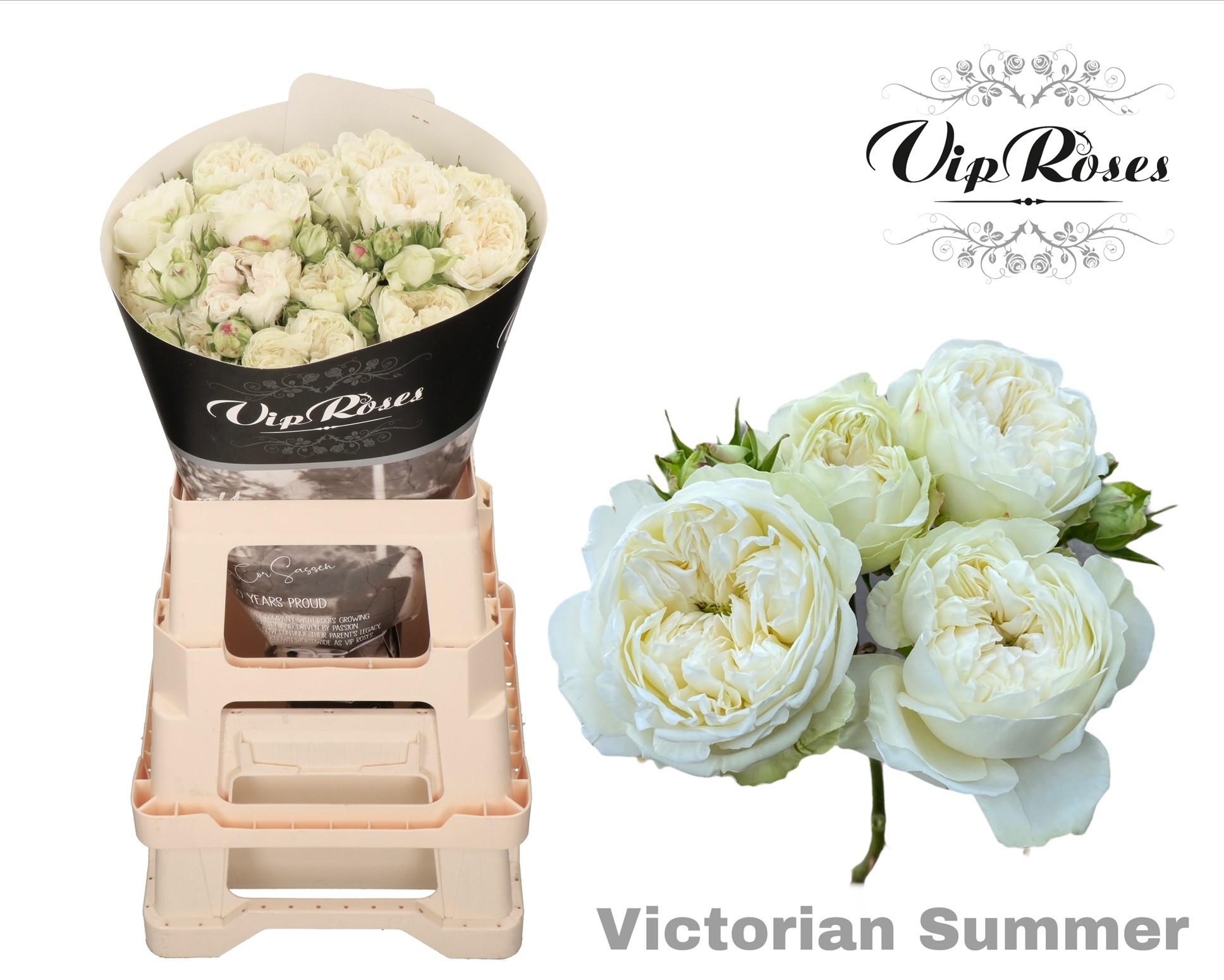 R Tr Victorian Summer 60 cm