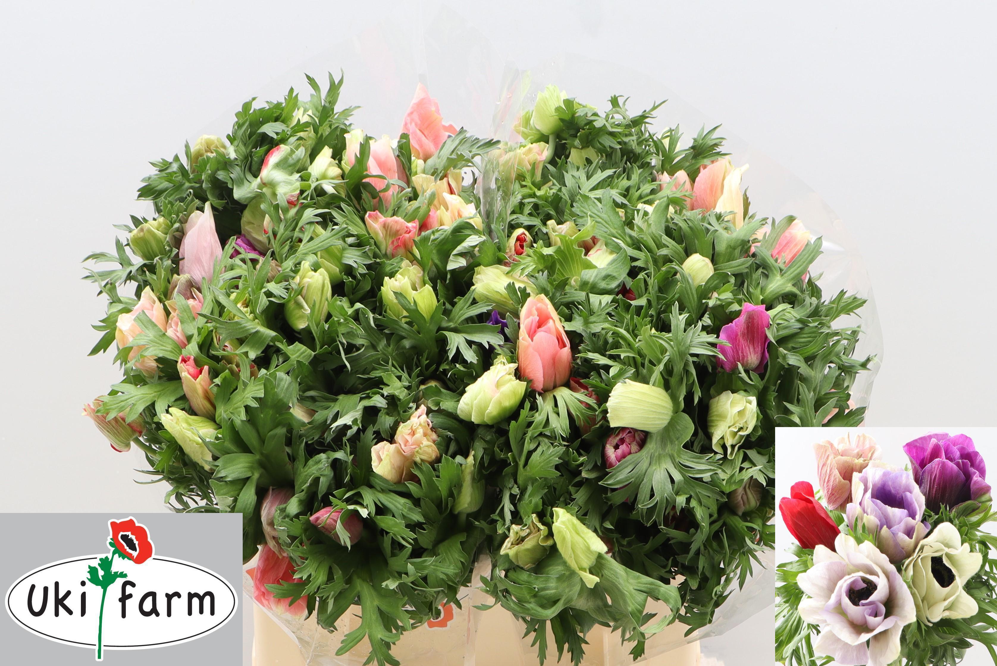 Anem Co Galil Pastel