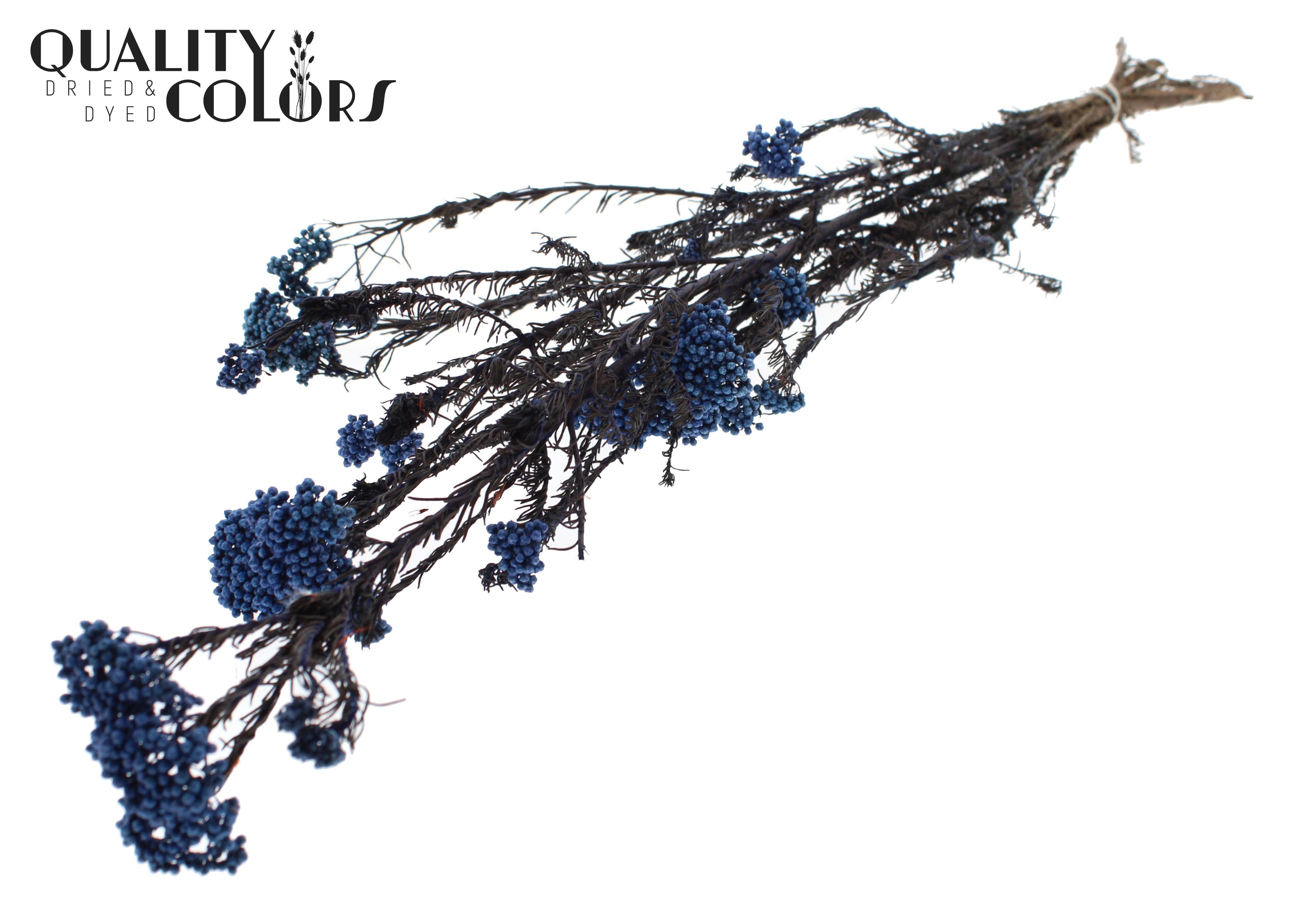 Ozothamnus Blue Per Bunch 70cm