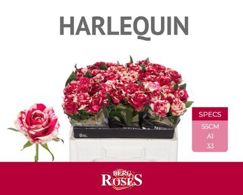 Rosa Harlequin 50cm