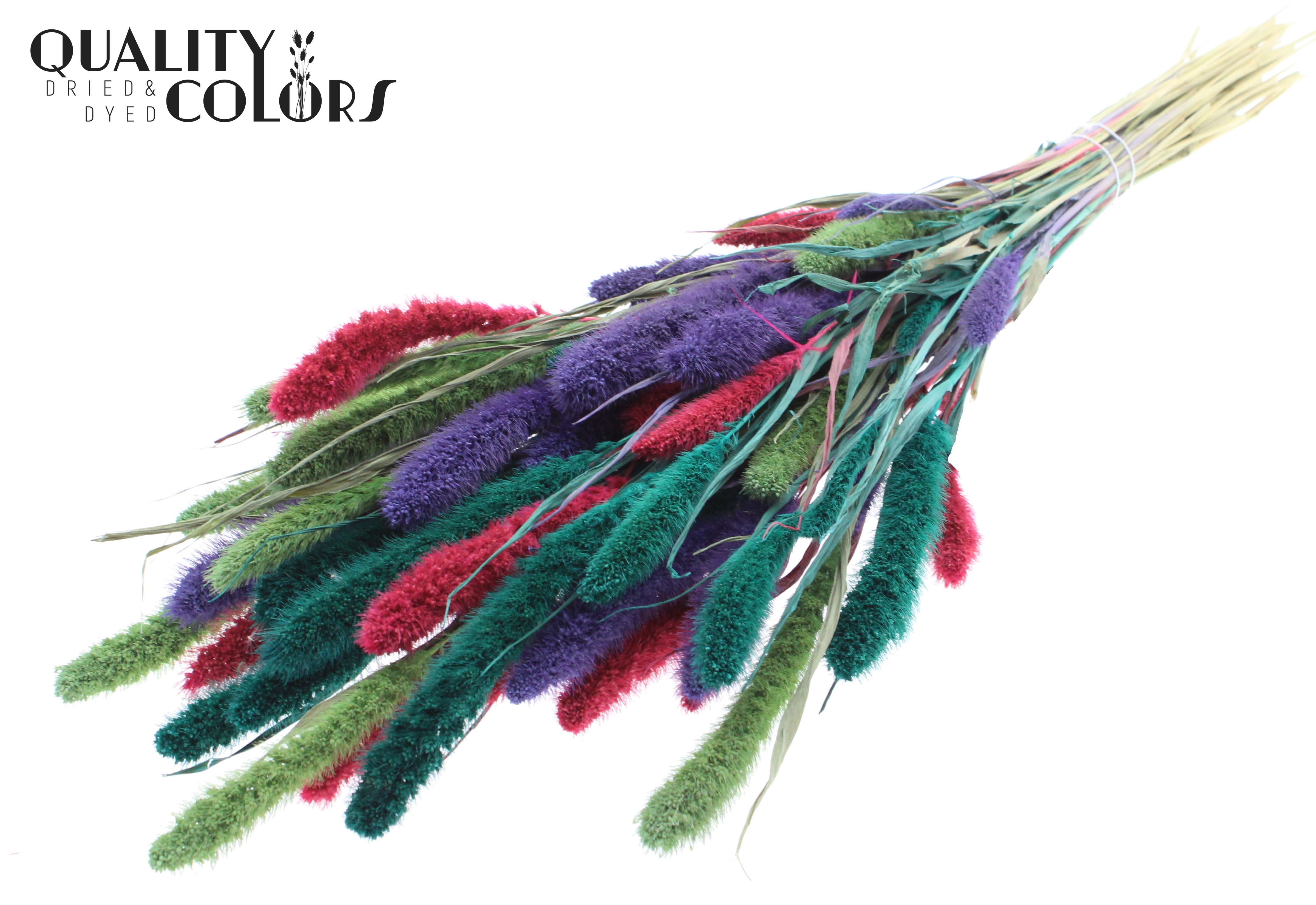 Setaria Colourful 7 Per Bunch 70cm