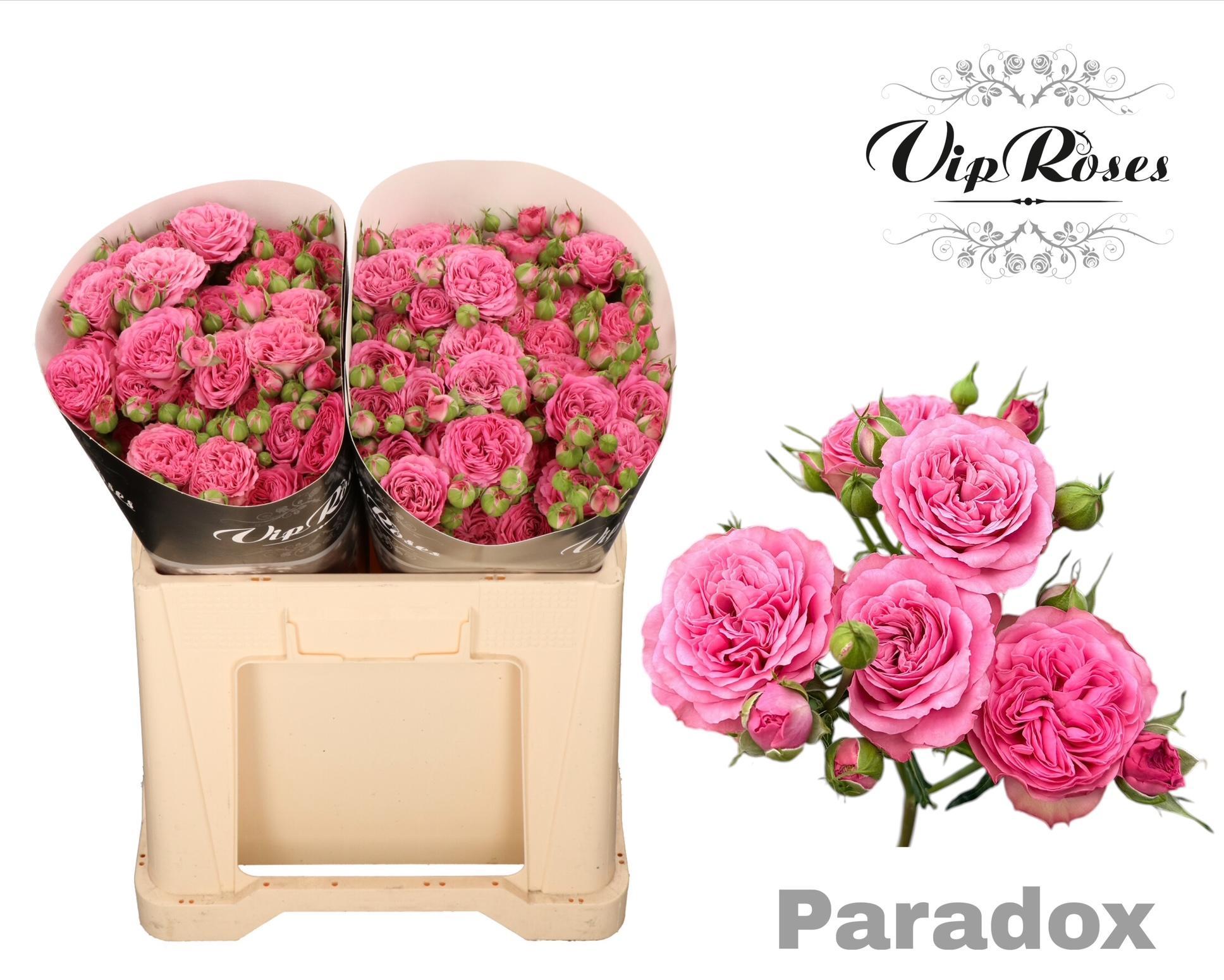 R Tr Paradox! 50 cm