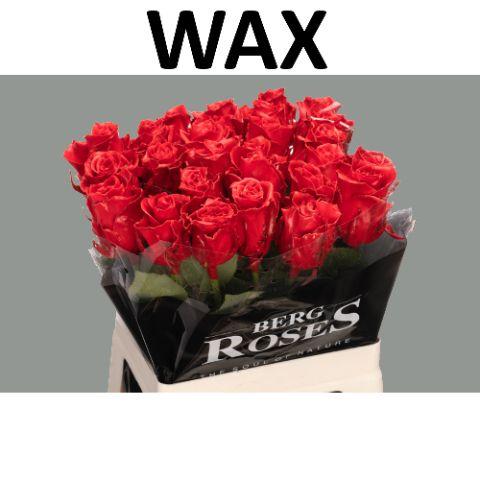 Rosa Waxed 60cm