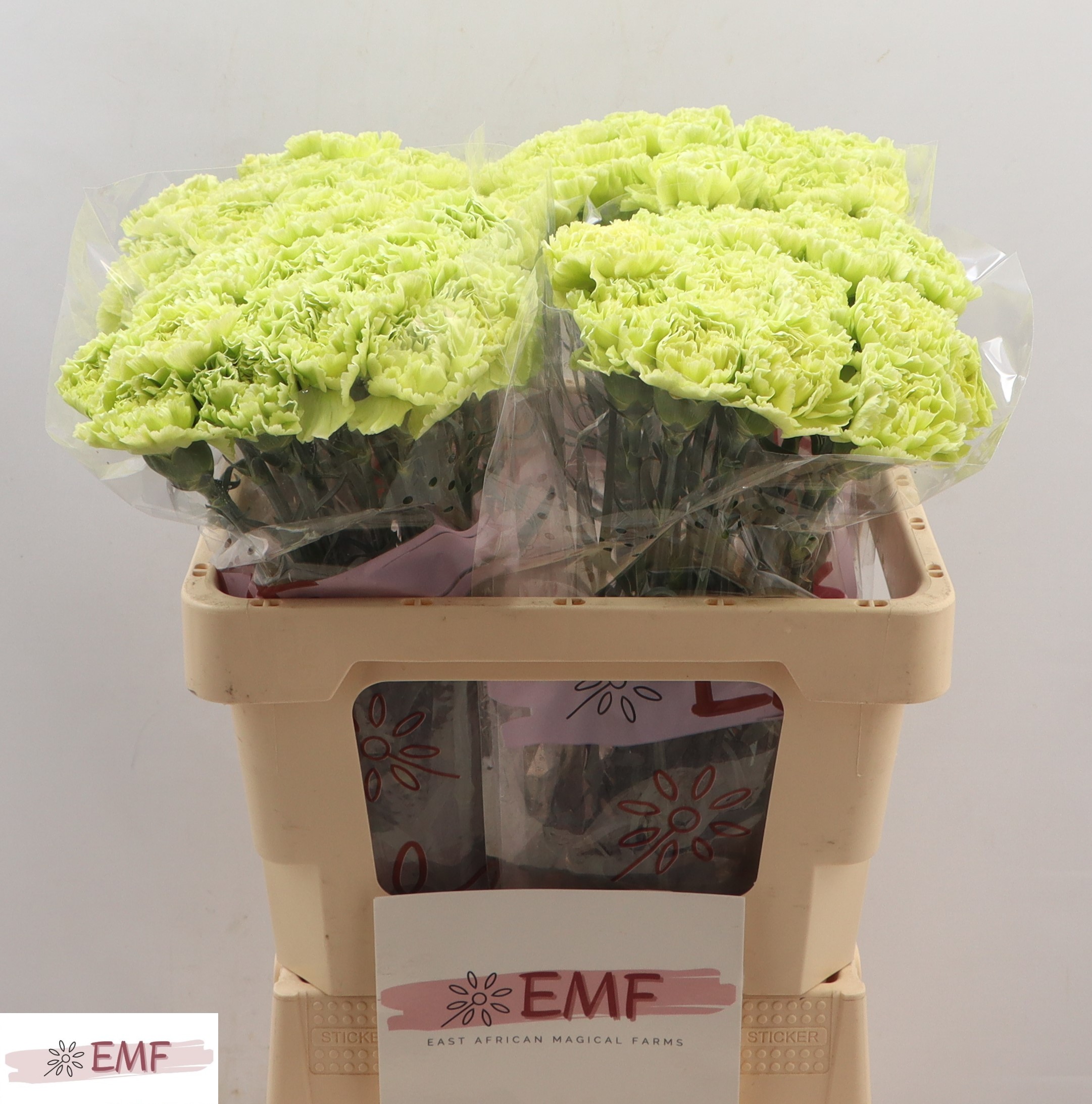 Dianthus Single Marty Dark Green 55cm