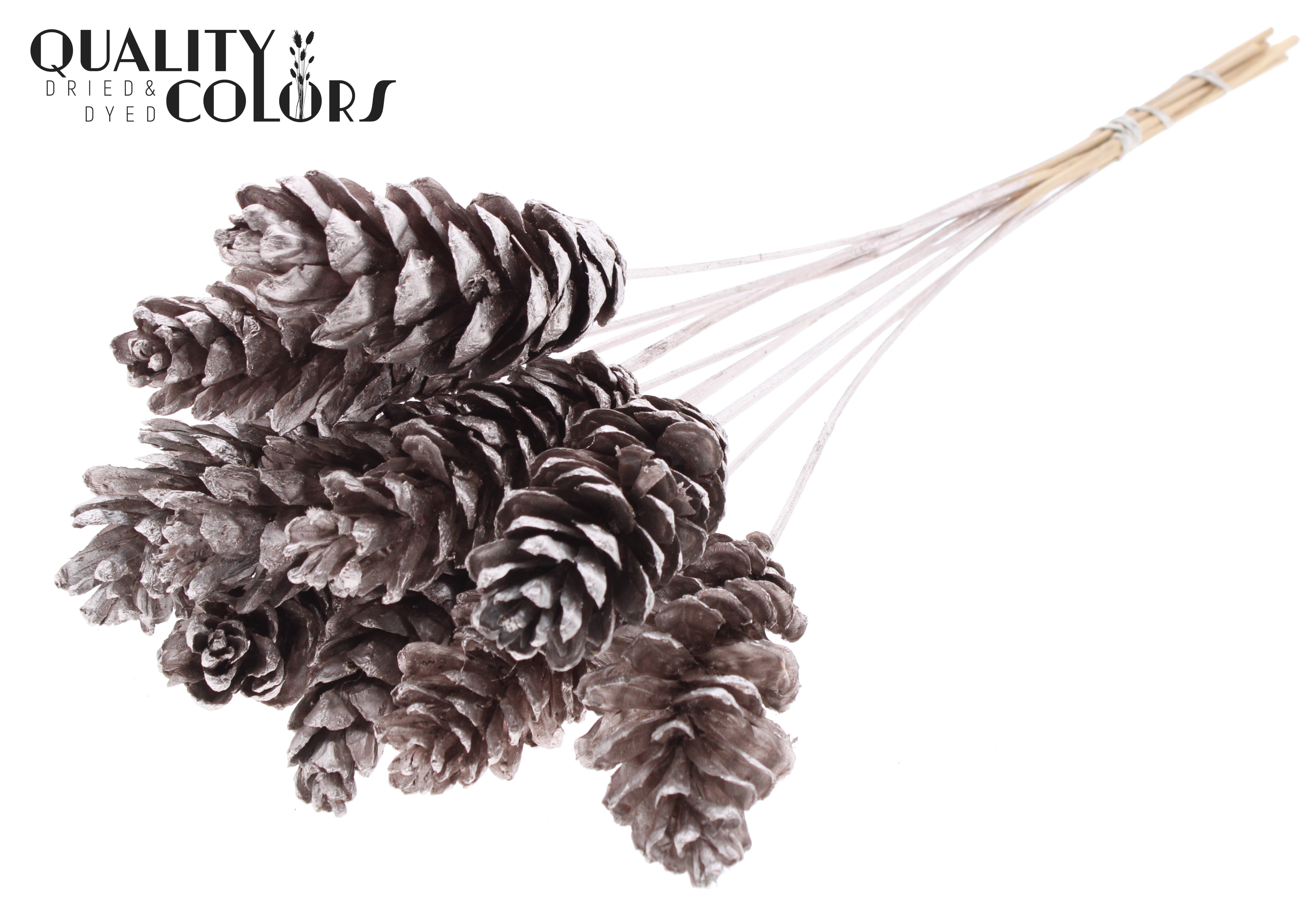 Pinus Strobus Champagne 50cm