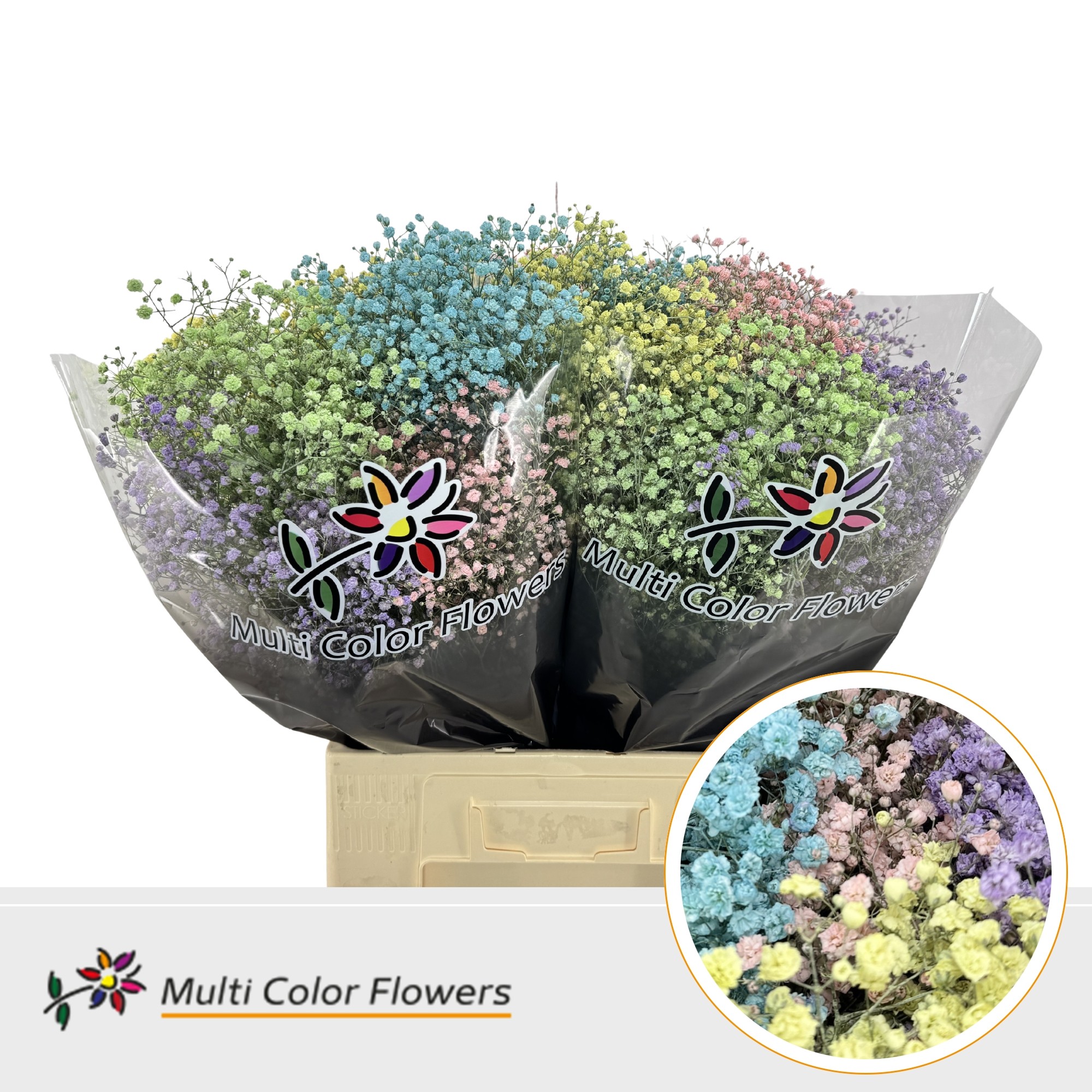Gypsophila Painted Xlence Pastel Mix 70cm