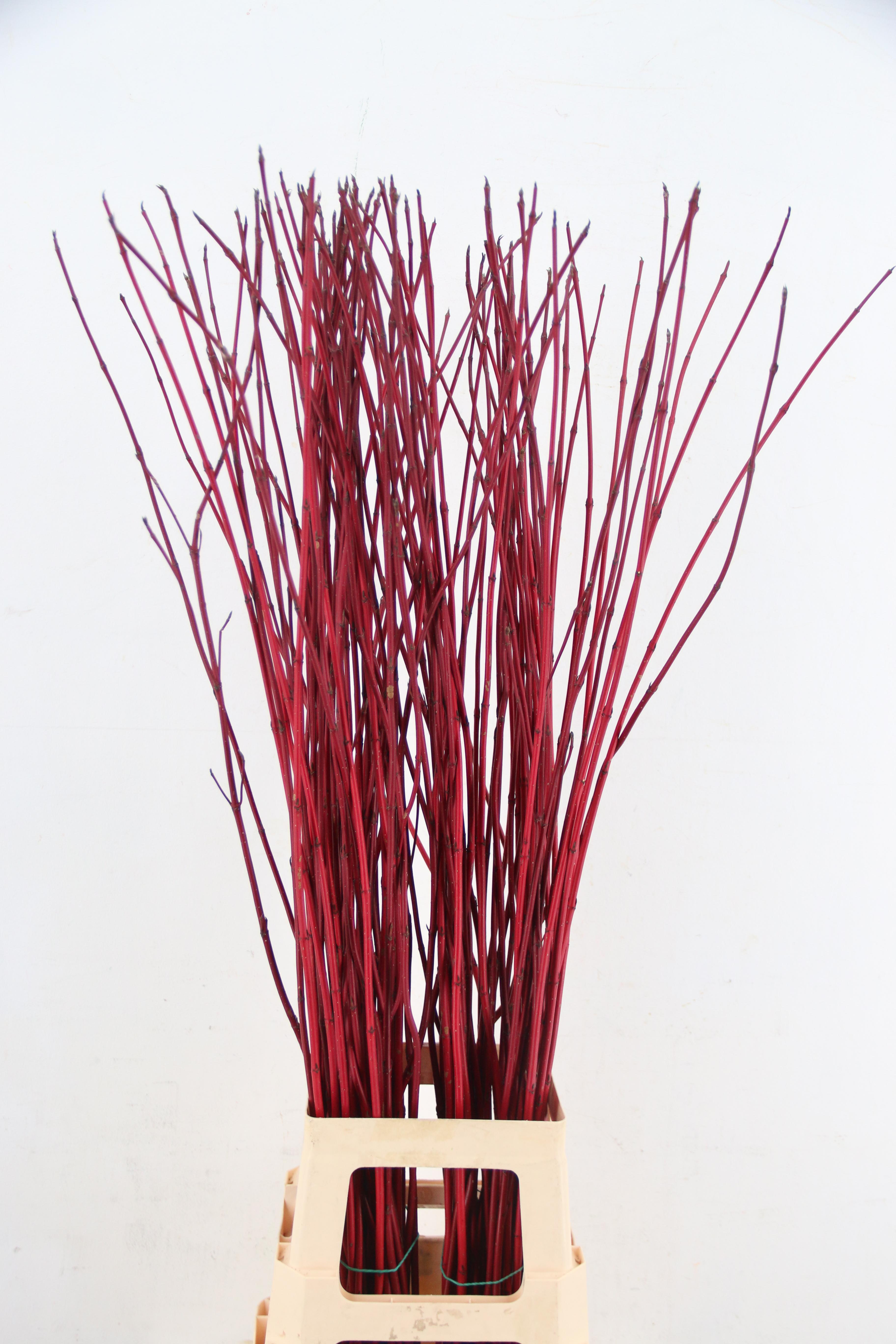Cornus Sibirica 100cm