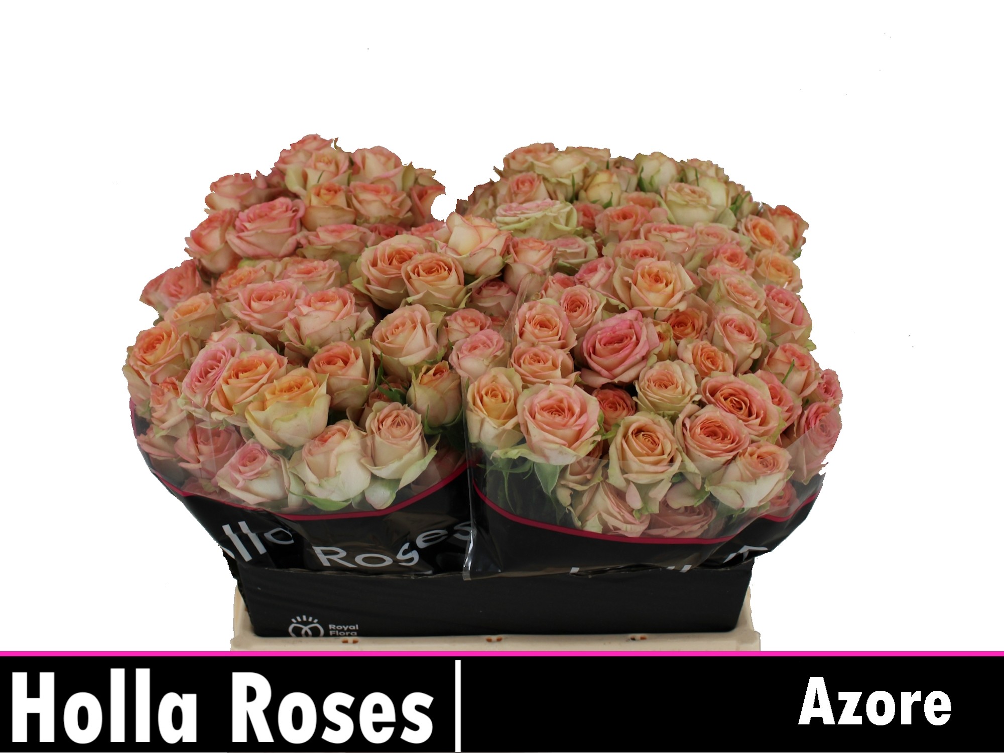 Rosa Spr Azore 40cm