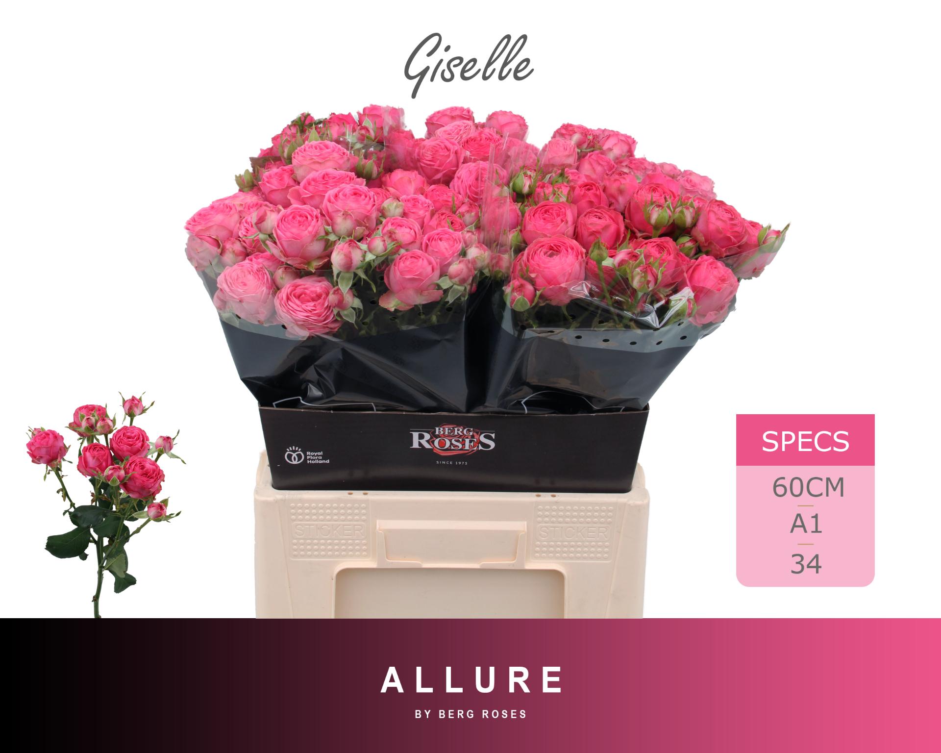 Rosa Spr Giselle 60cm