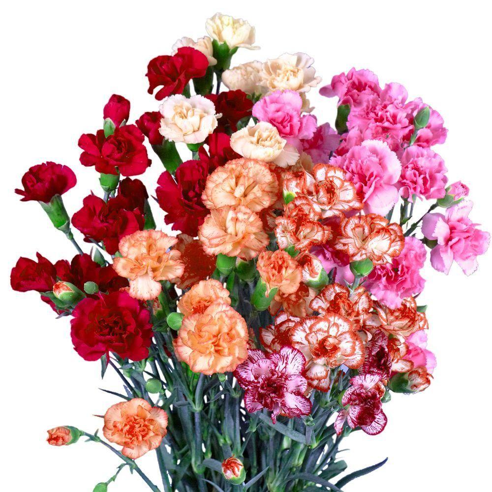 Dianthus Spr Orange Twin 70cm