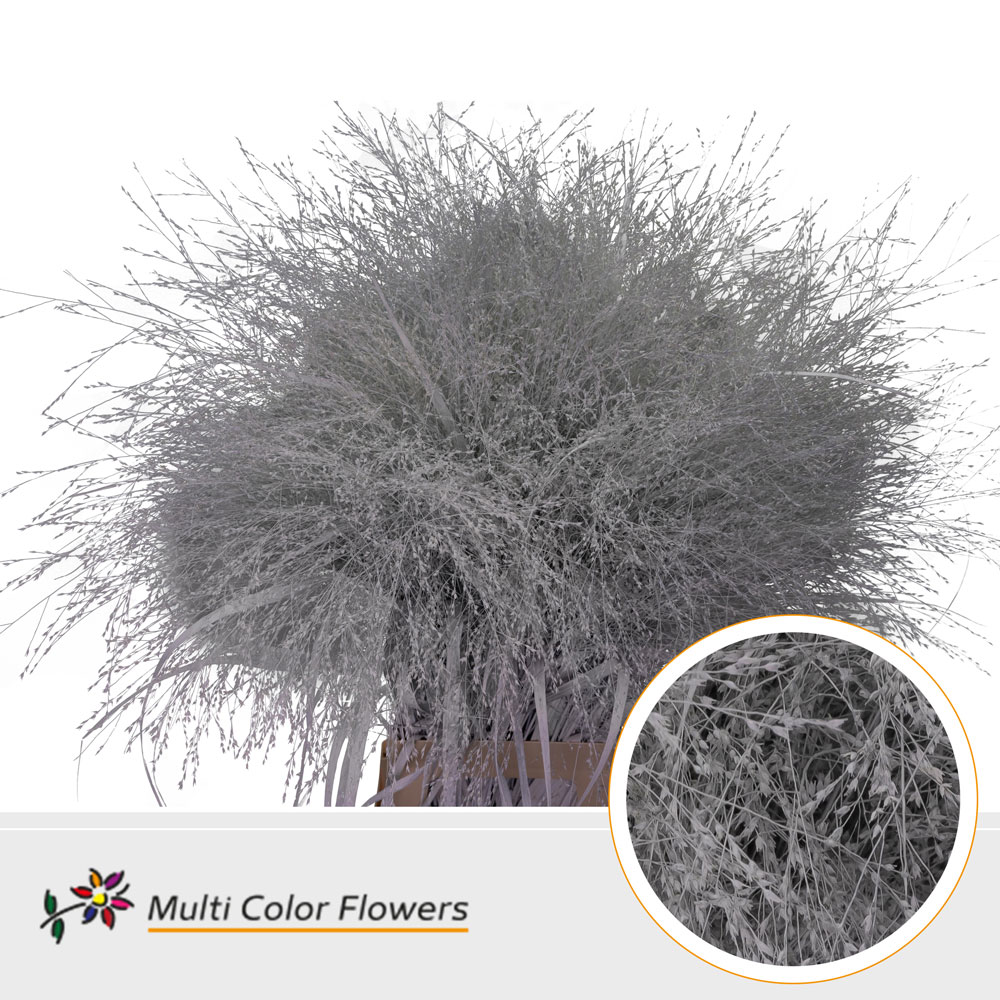 Panicum Painted Fountain White 90cm