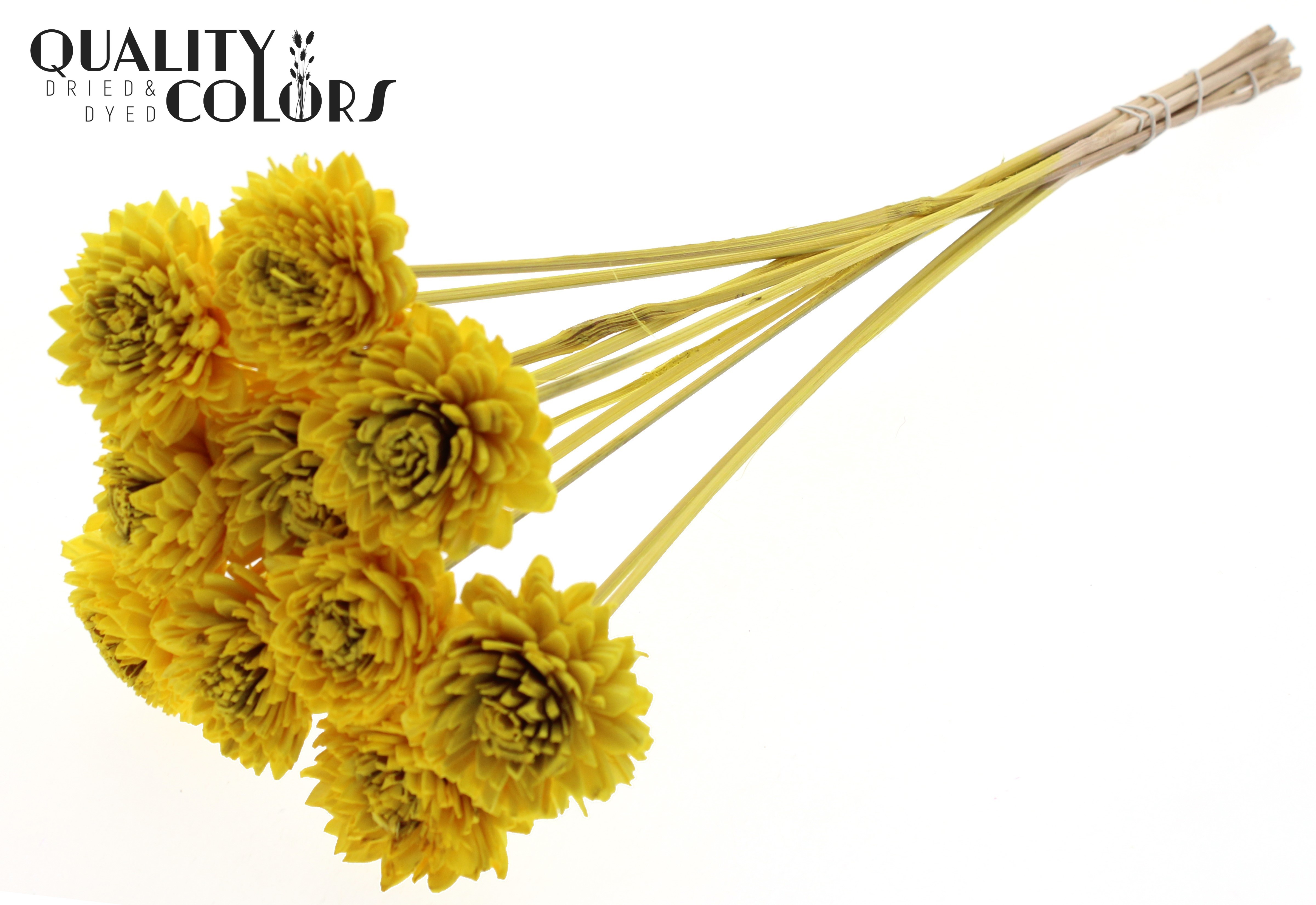 Shola Zinia Yellow 50cm