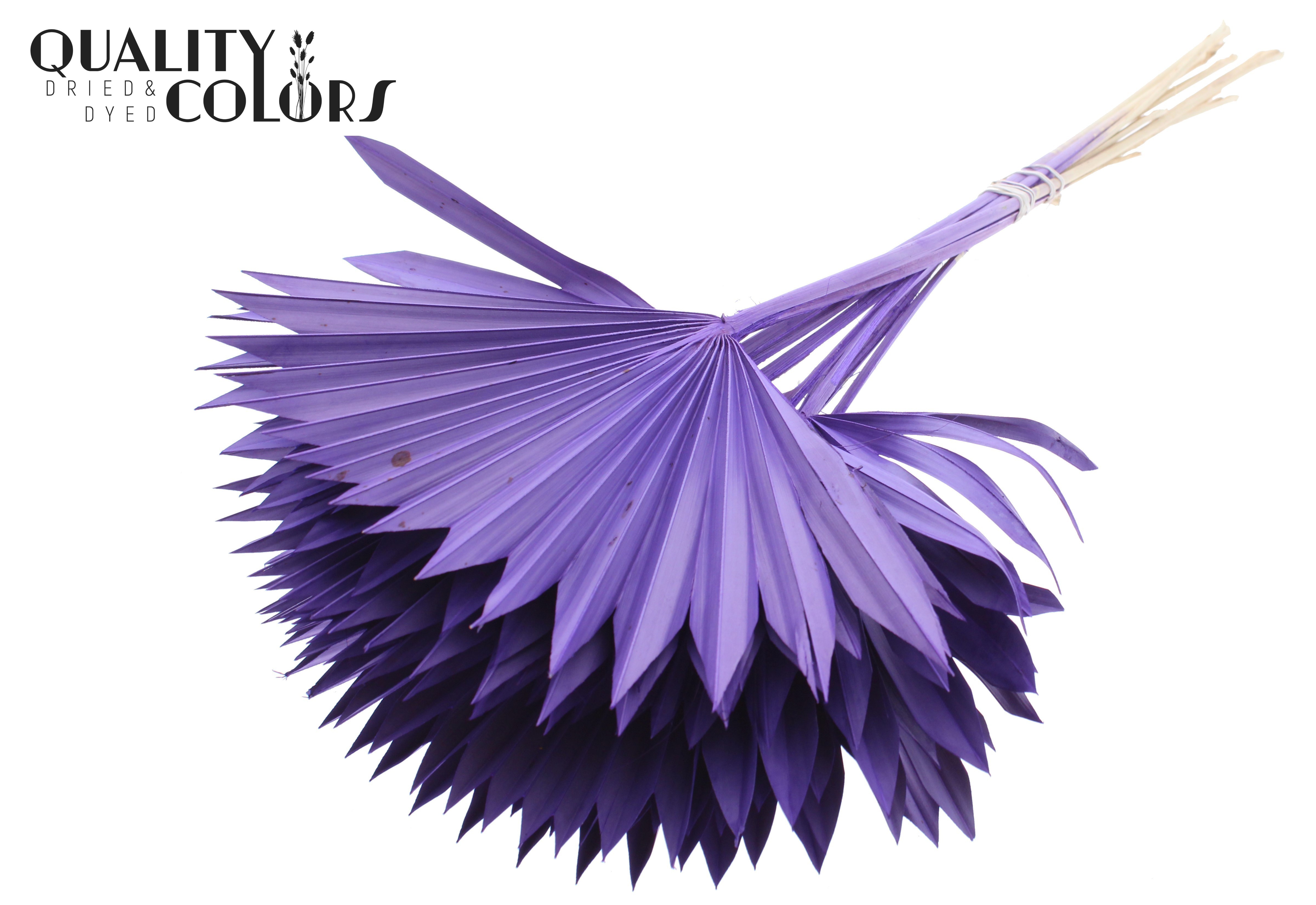Palm Sun Purple 50cm