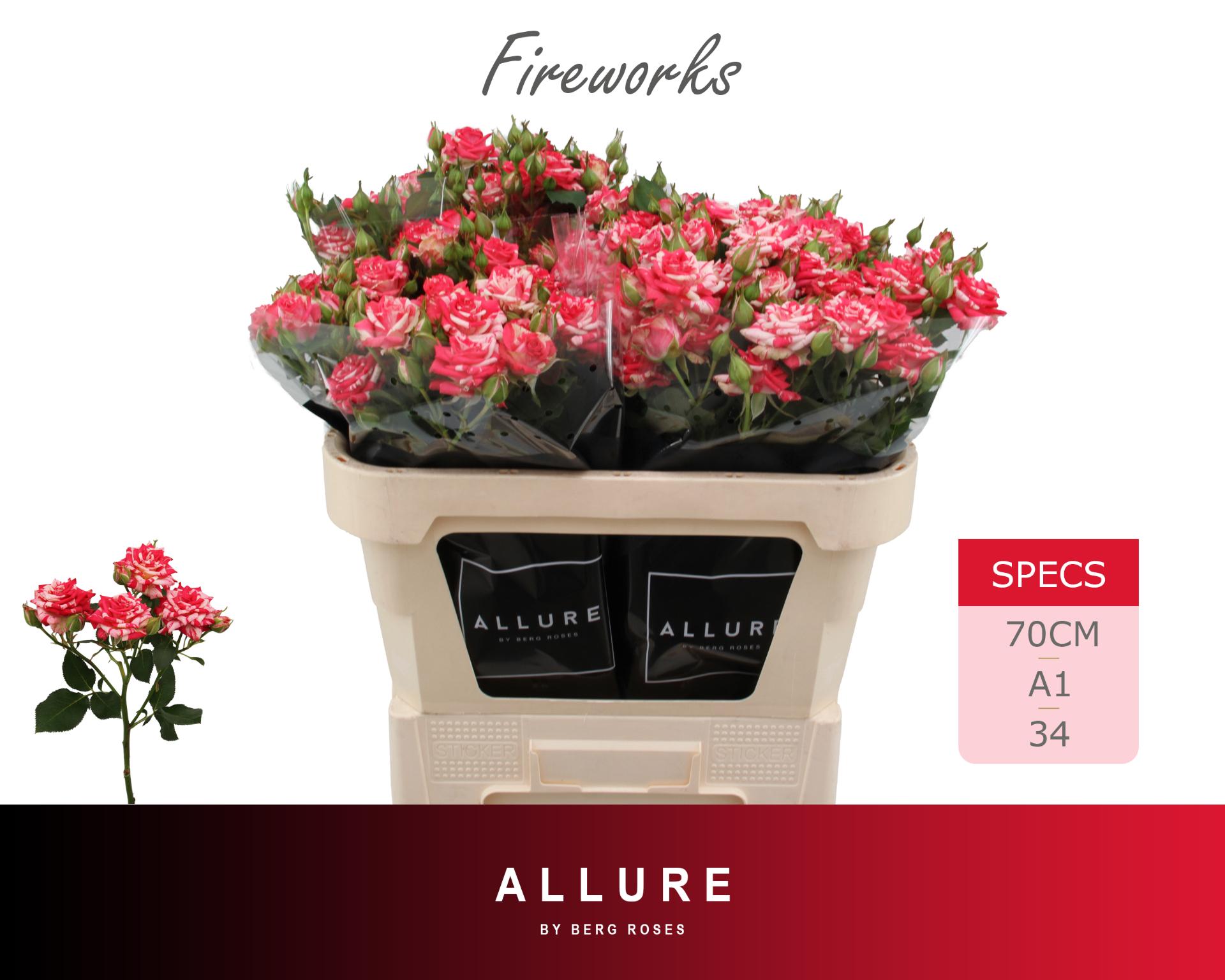 Rosa Spr Fireworks 70cm