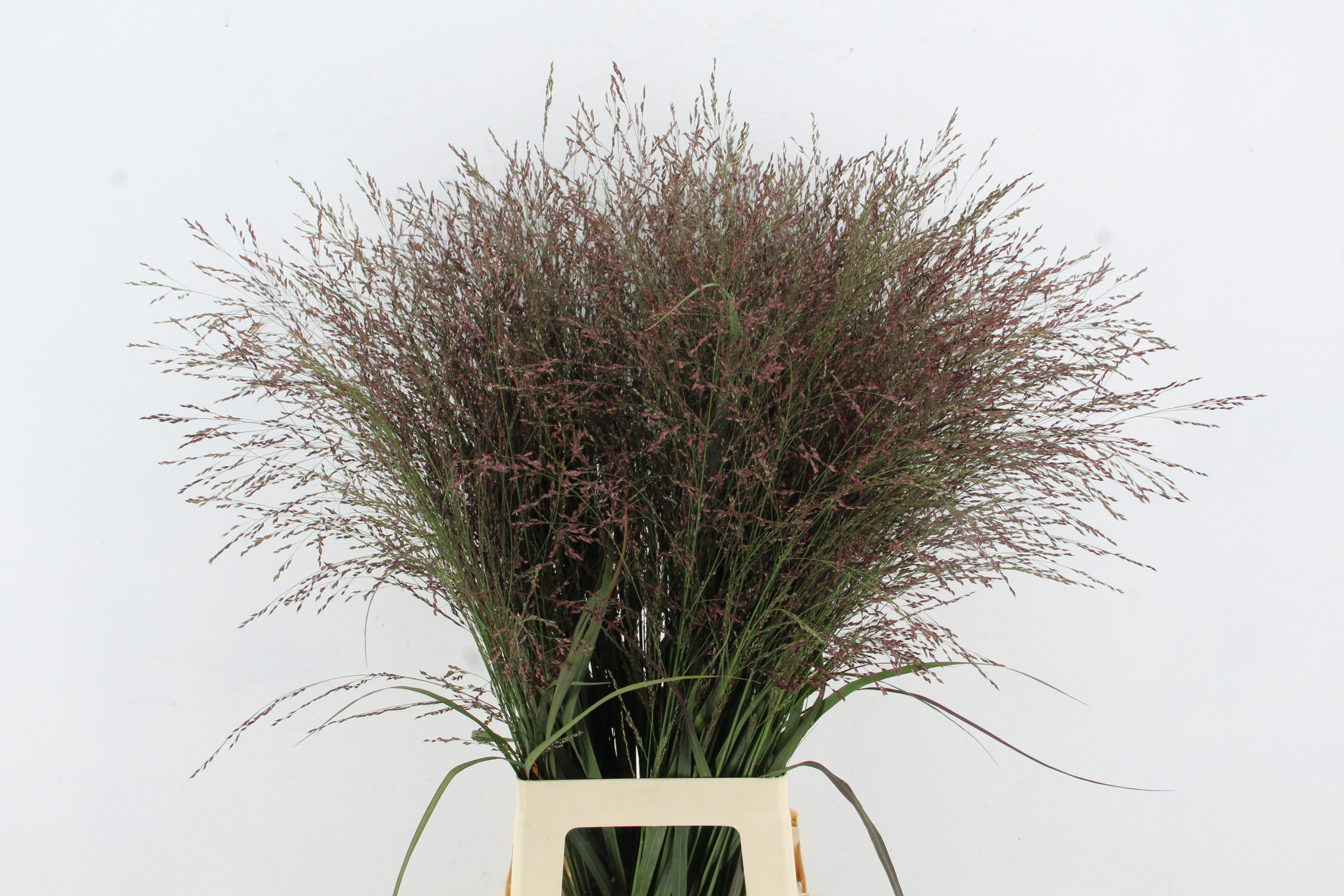 Panicum Dallas Blues 90cm