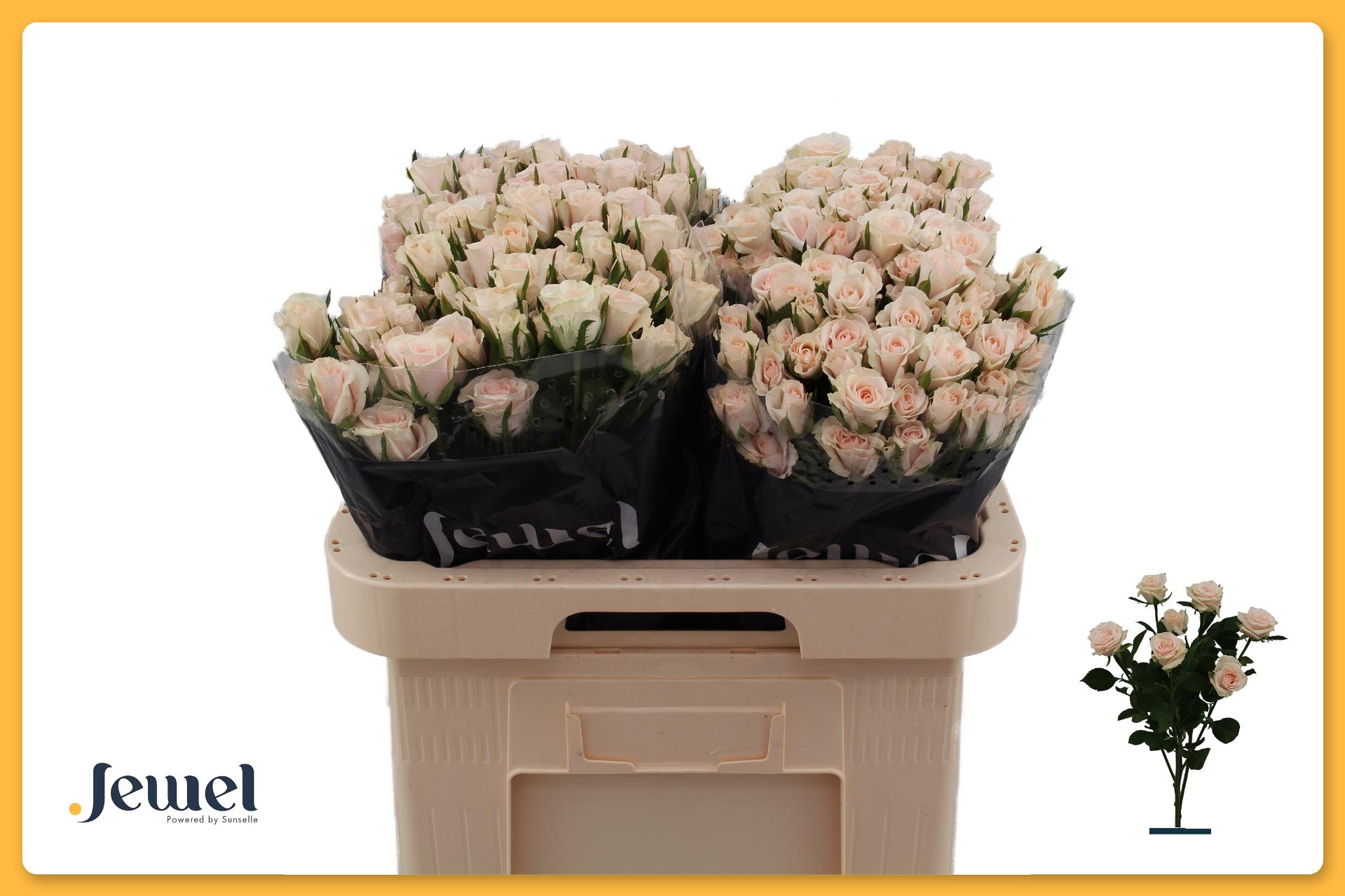 Rosa Spr Royal Porcelina 60cm