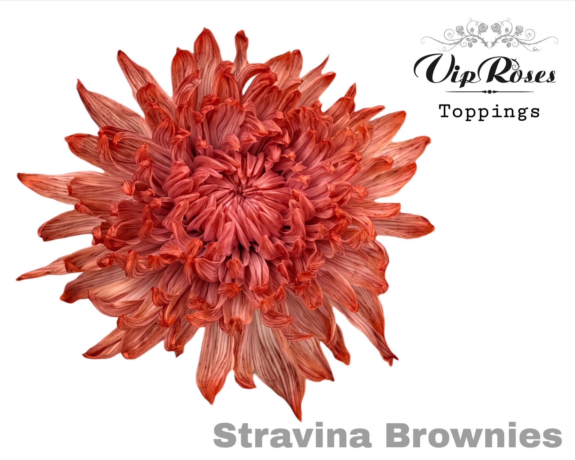 Chr G Stravina Brownies 65 cm