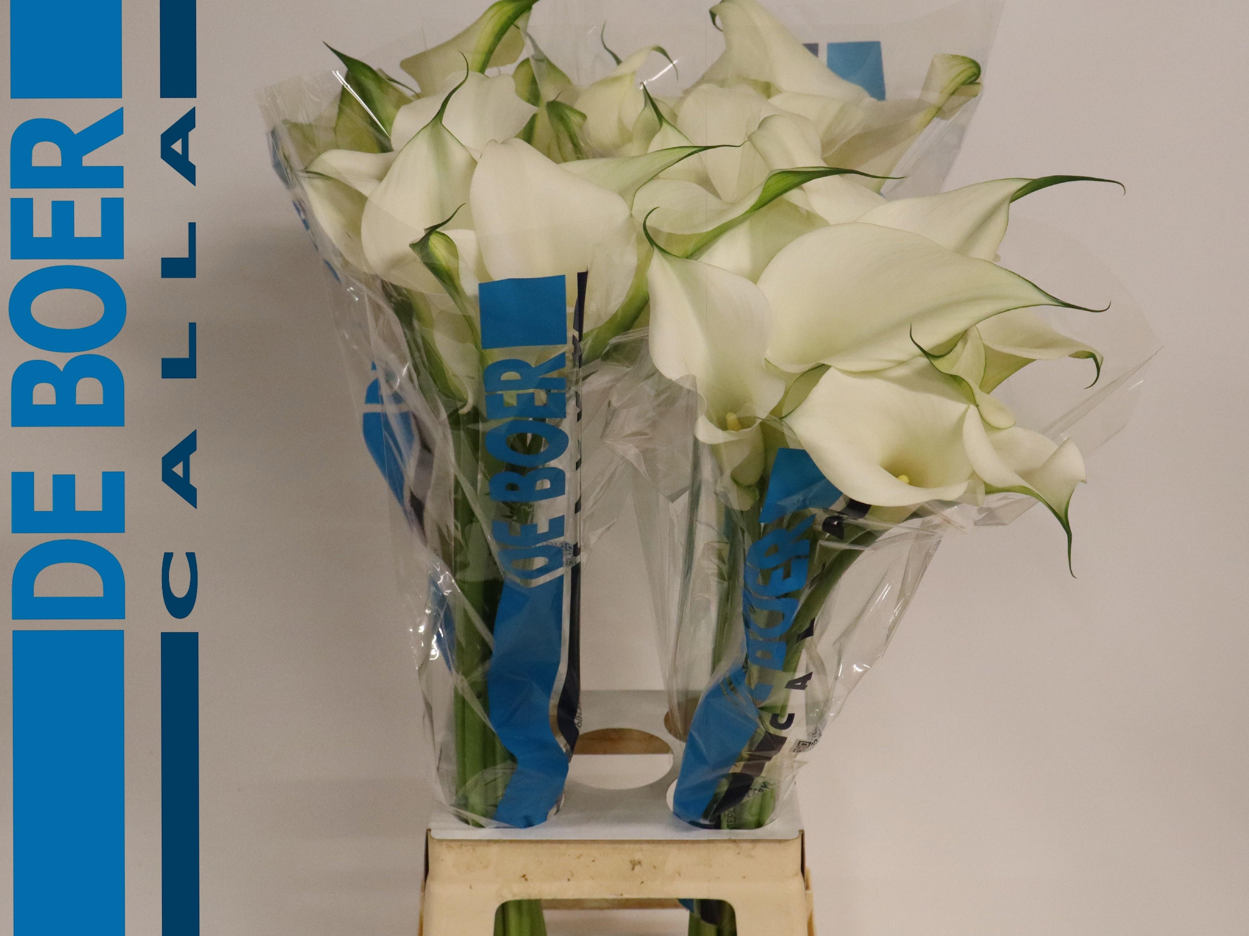 Calla Capt Ventura 80cm