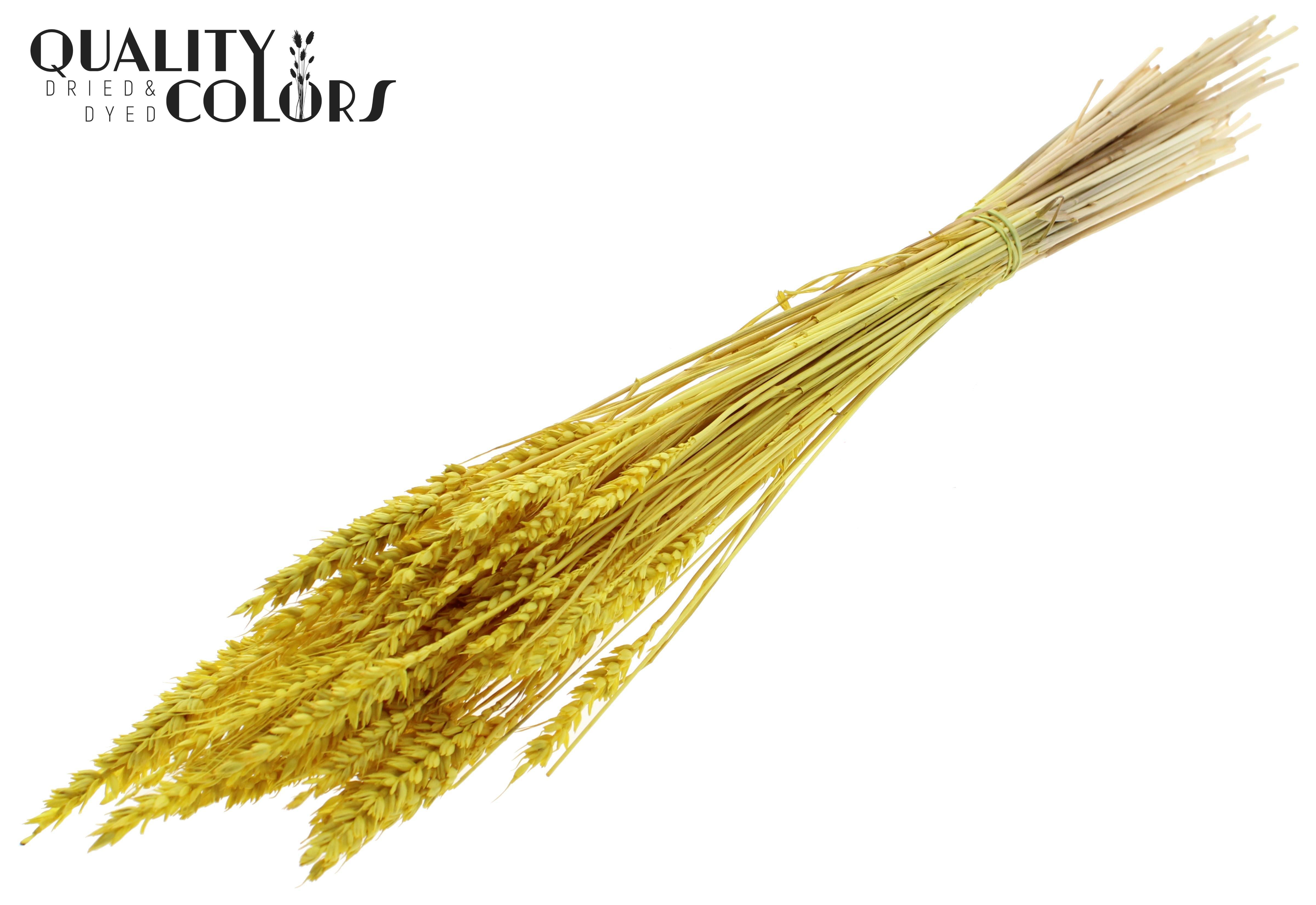 Triticum Intense Yellow Per Bunch 60cm
