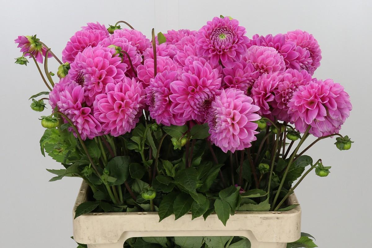 Dahlia Sweet Fabienne