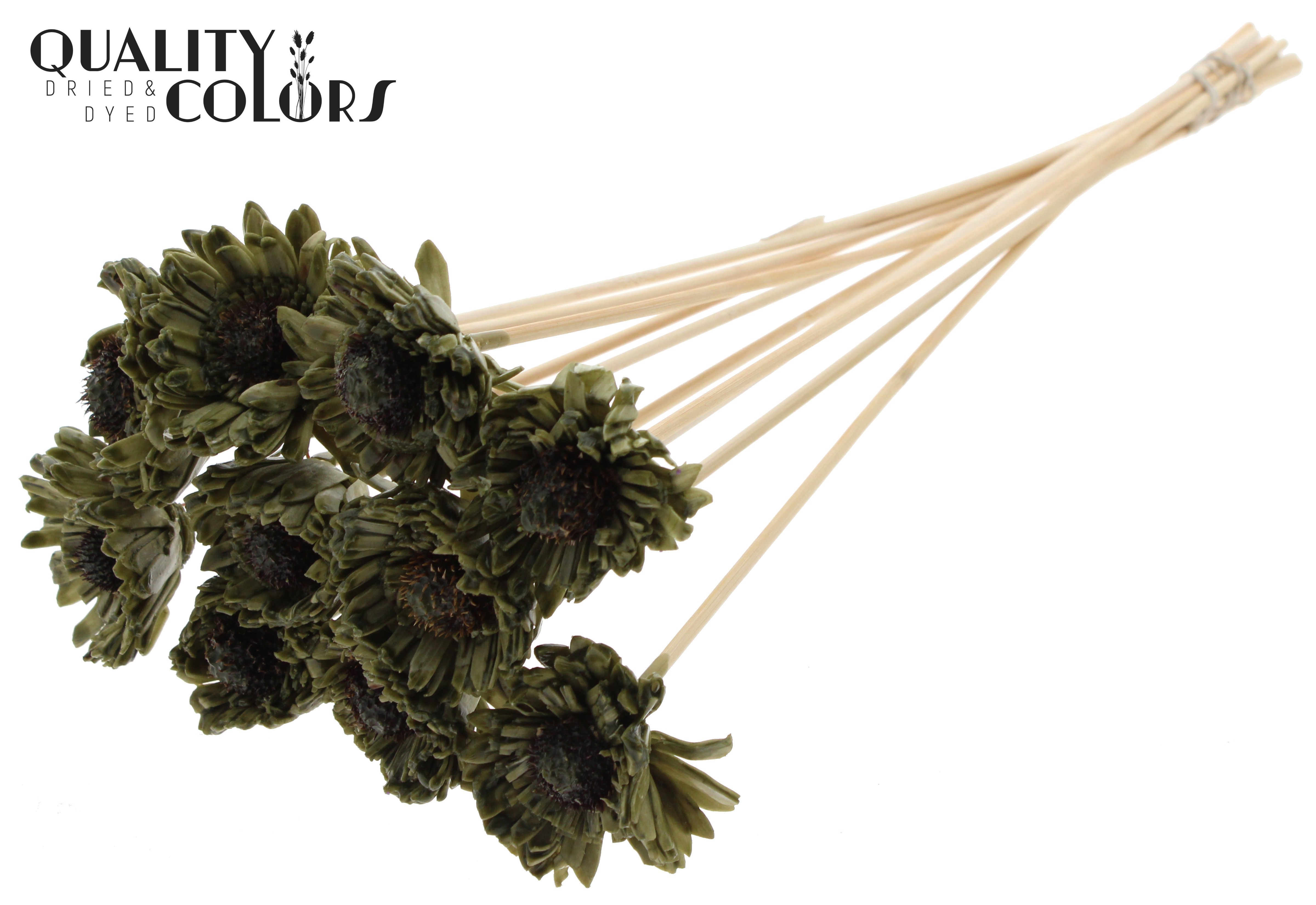 Shola Daisy Sunflower Wax Olive 50cm