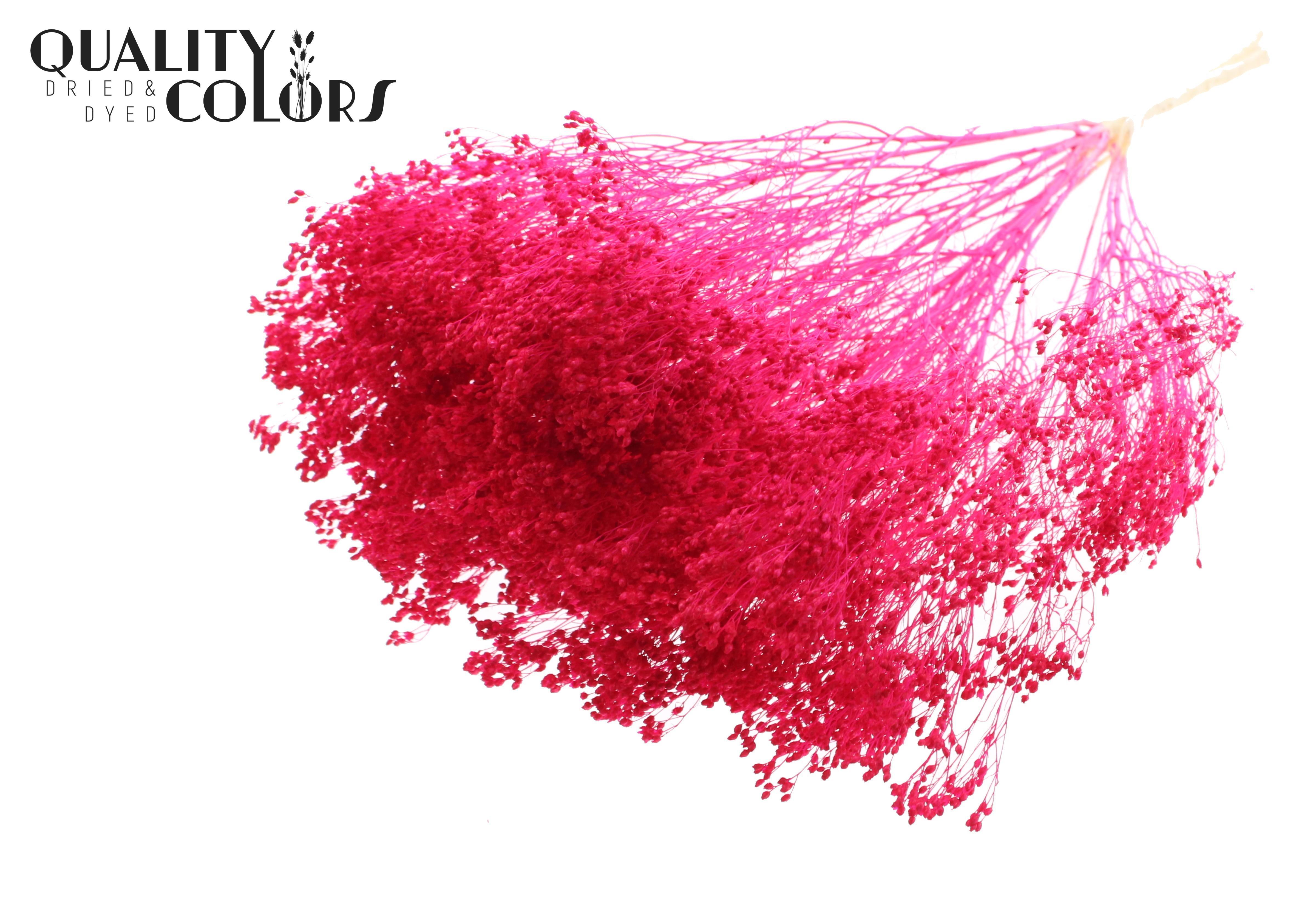 Broom Bloom Cerise Per Bunch 50cm