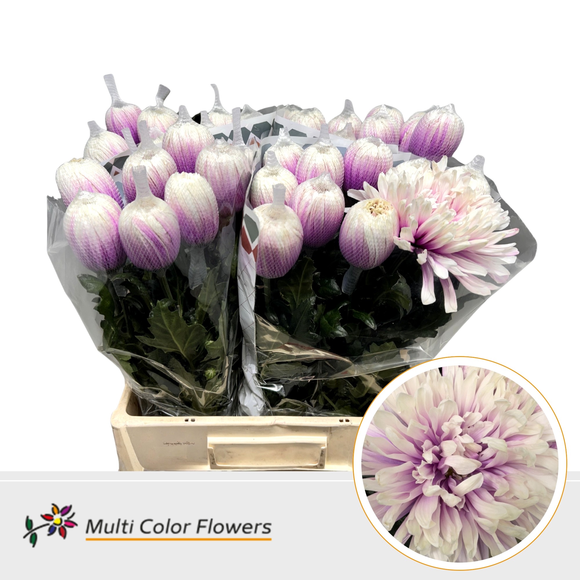 Chrysanth Single Painted Antonov Soft Cherry 70cm