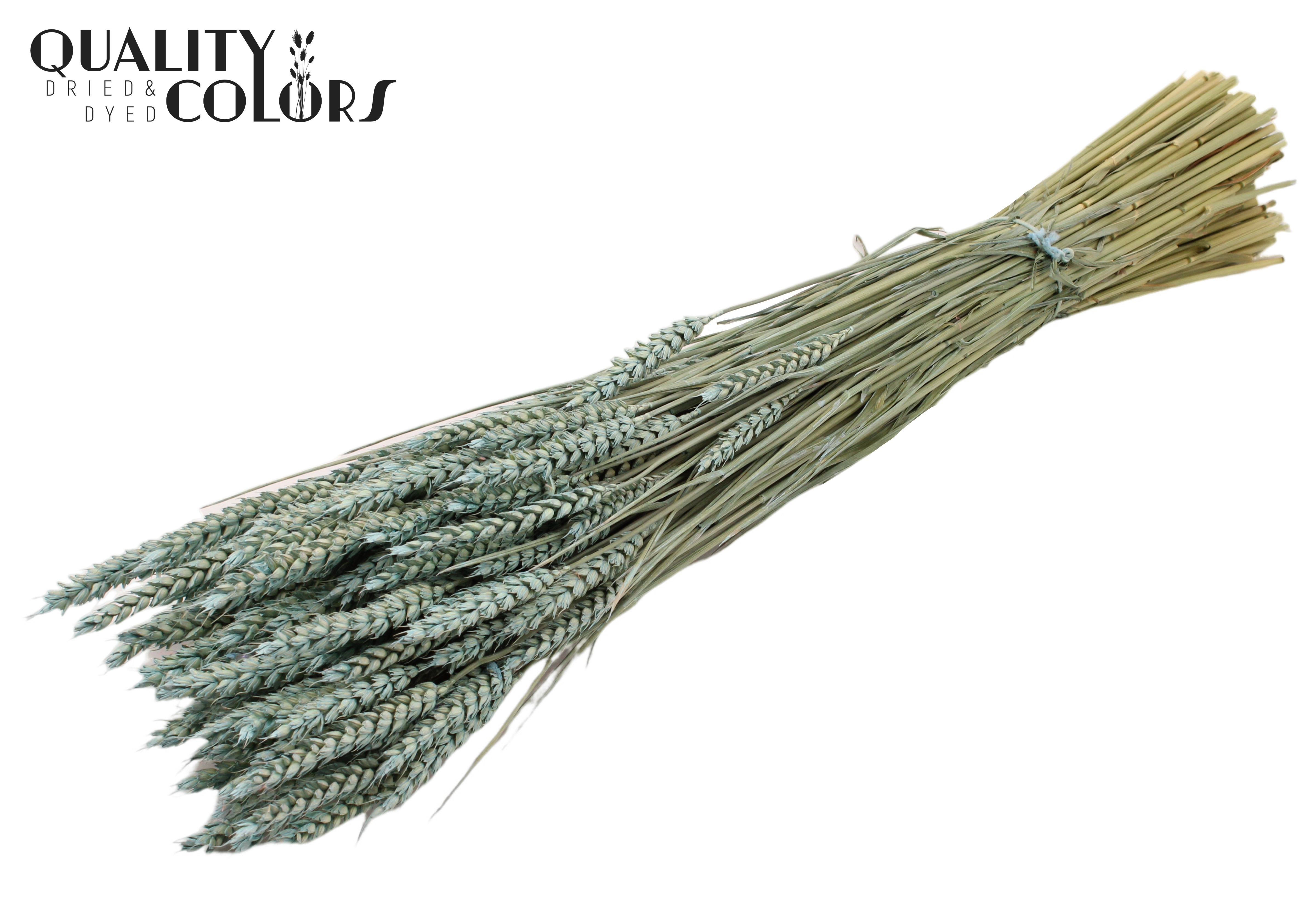 Triticum Frosted Light Blue Per Bunch 60cm