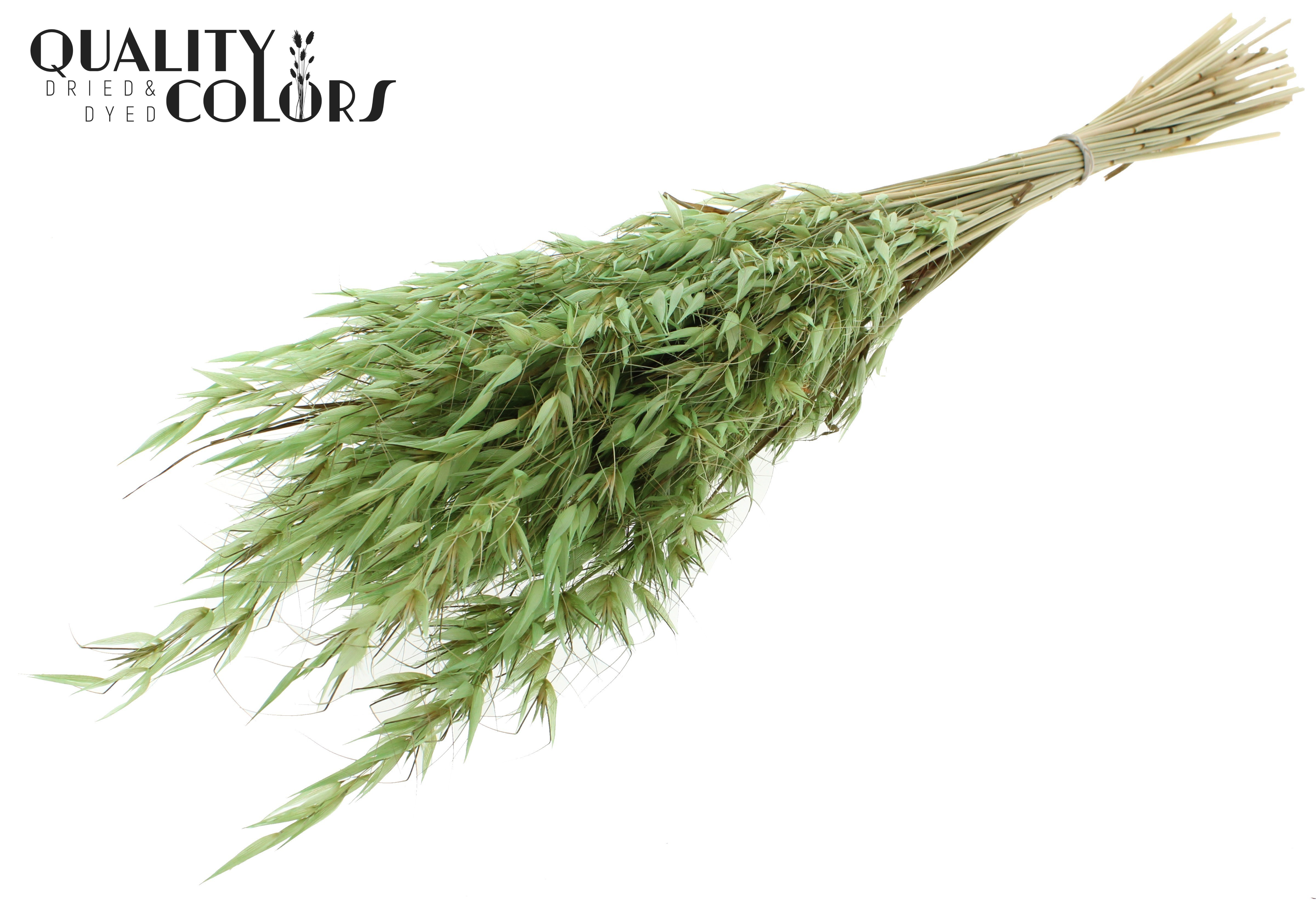 Avena Frosted Mint Per Bunch 70cm