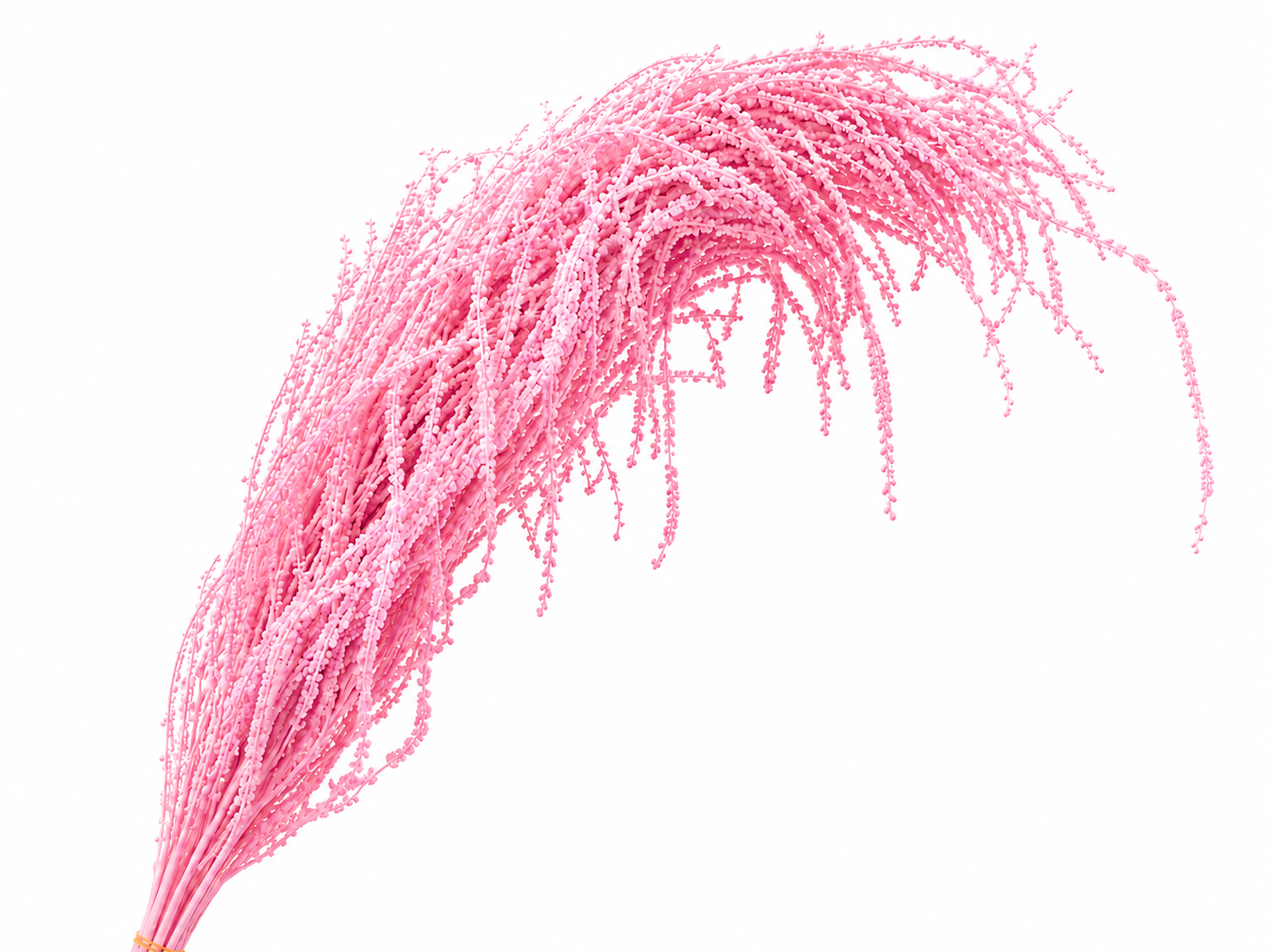 Dried Bleached Amaranthus Caudatus Pink