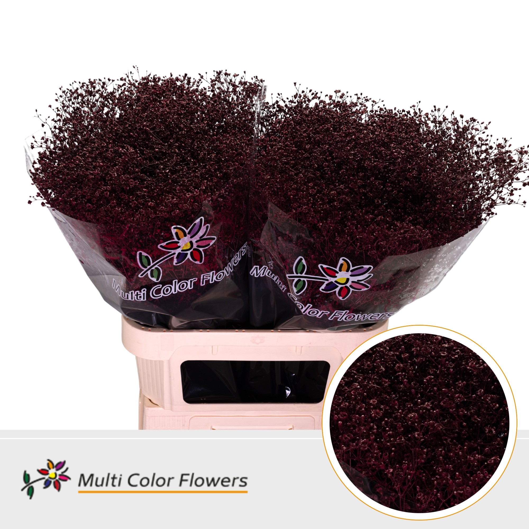Gypsophila Painted Million Star Bordeaux 80cm