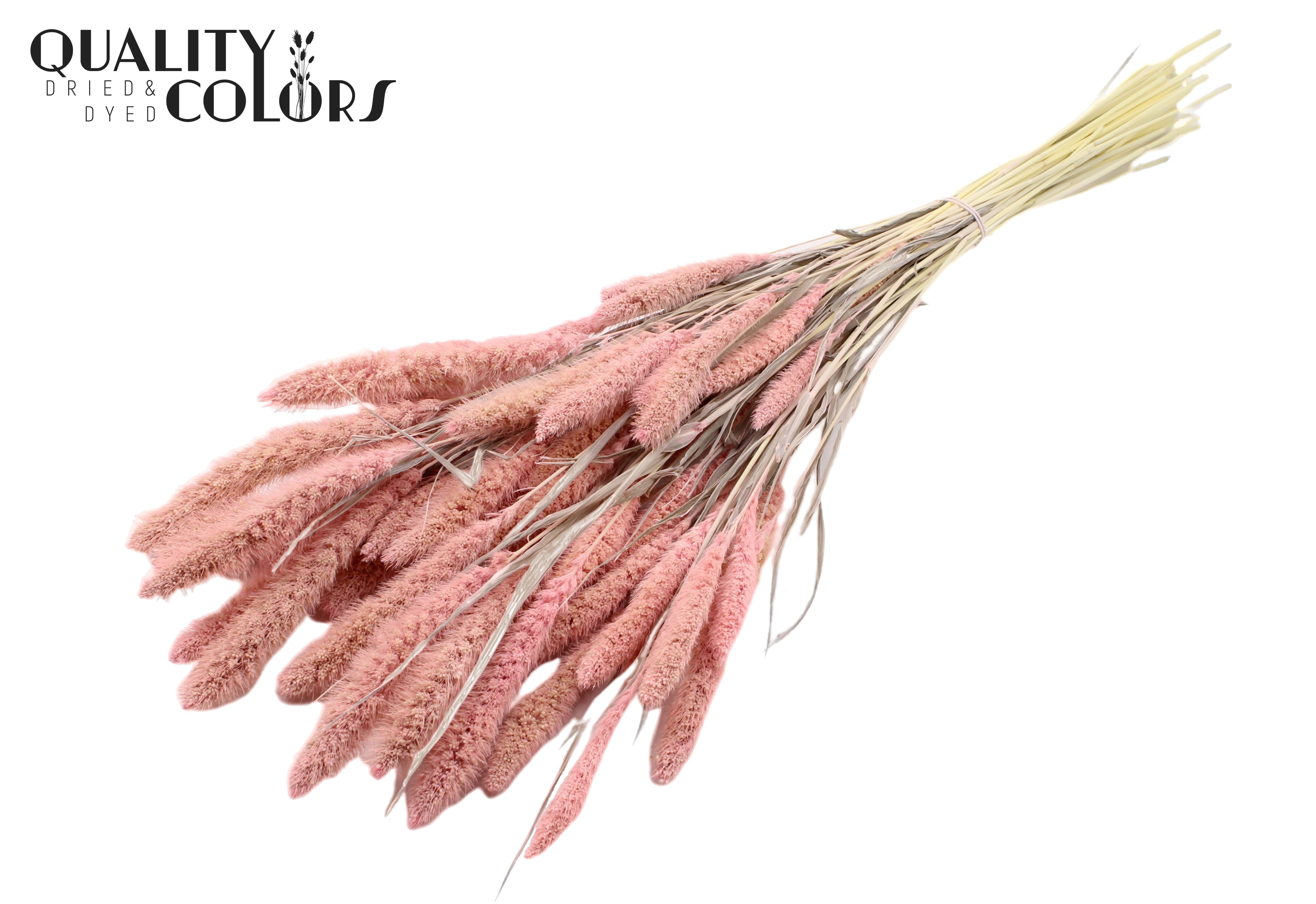 Setaria Intense Frosted Pink Per Bunch 70cm