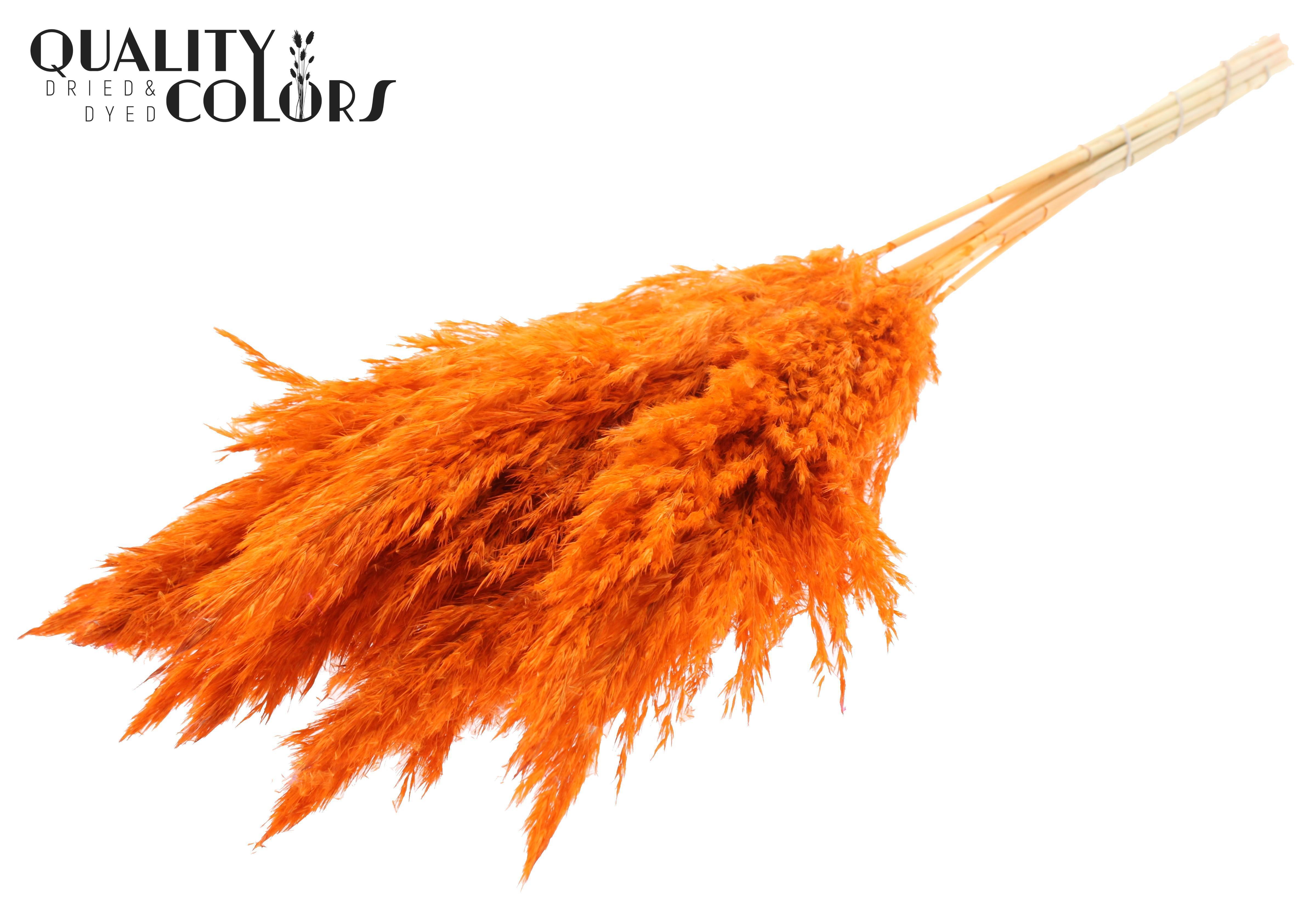 Pampas Grass Orange Per Bunch 70cm