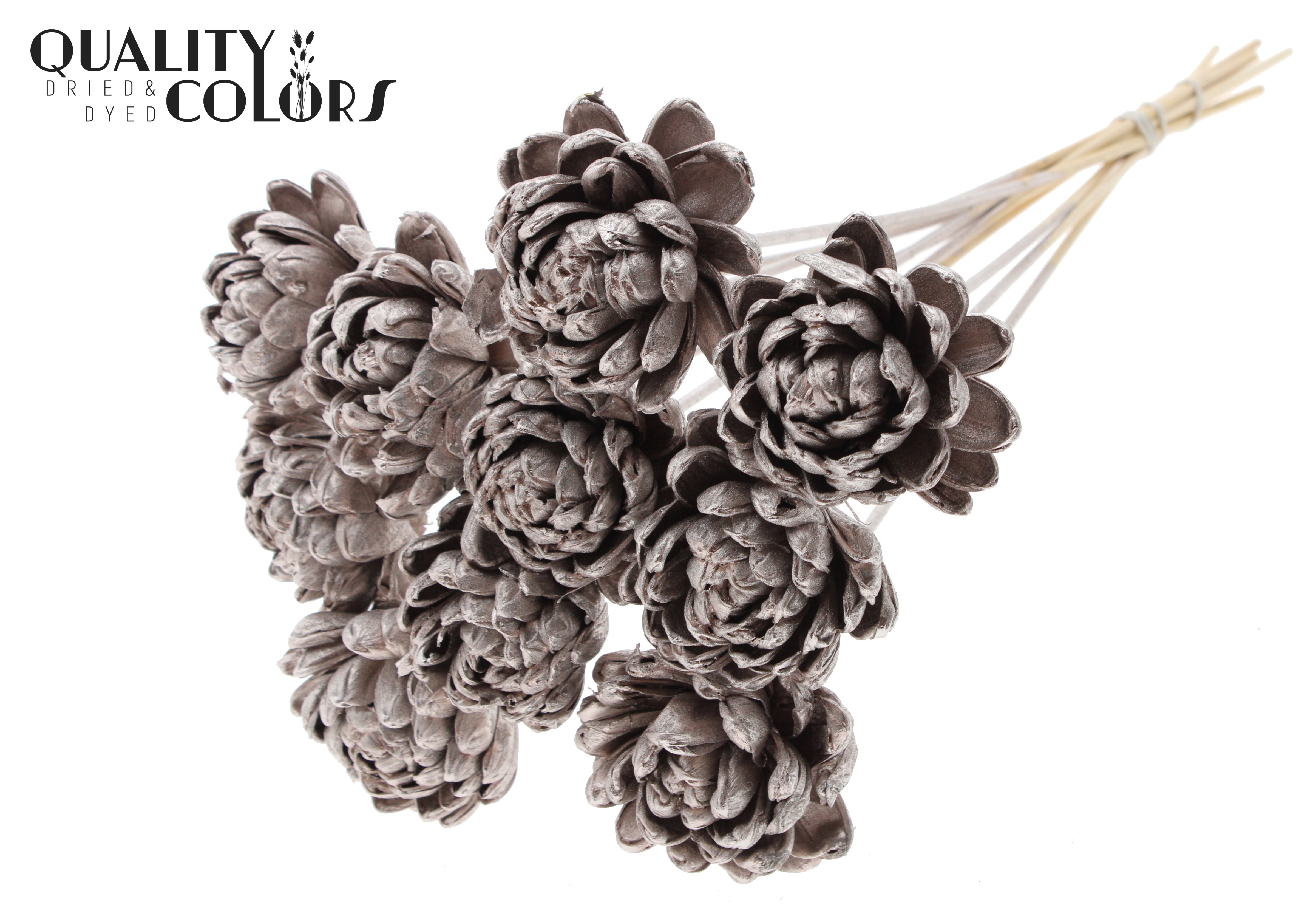 Shola Beauty Rose Champagne 50cm