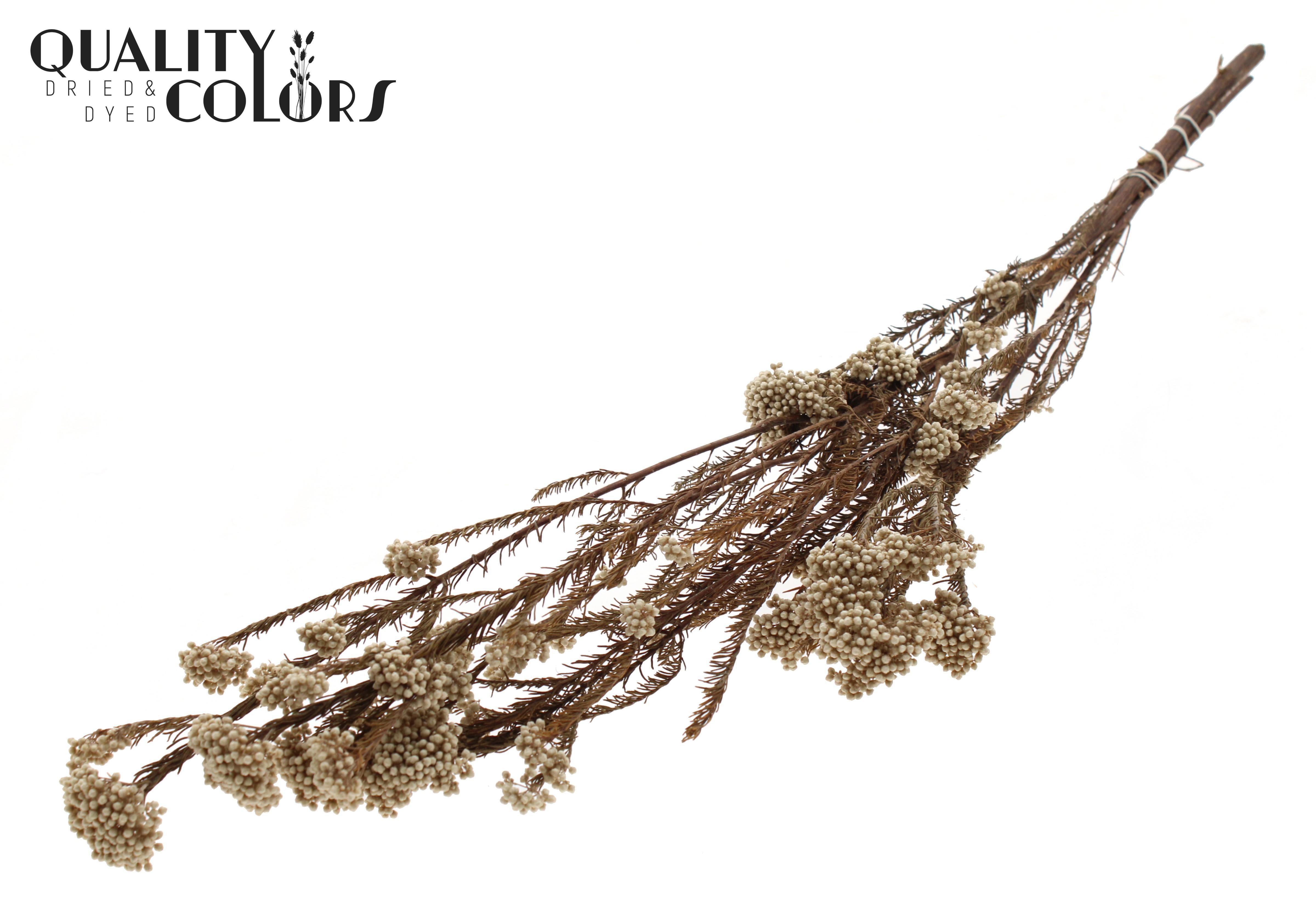 Ozothamnus Natural Per Bunch 70cm