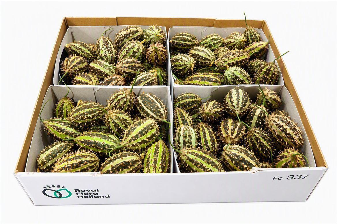 Sier Cucumis Maryline X4 Holl
