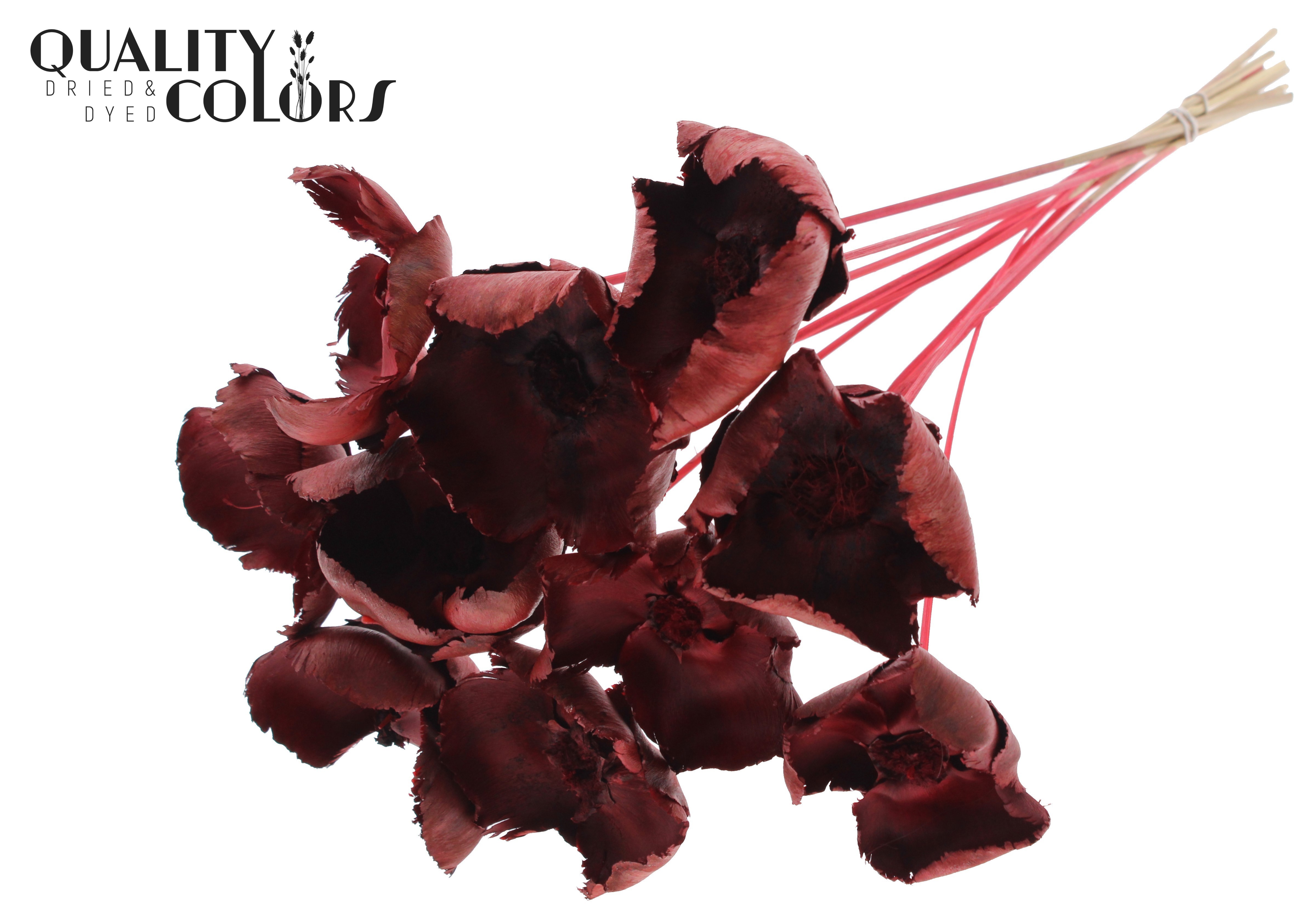 Palm Cup Red 50cm