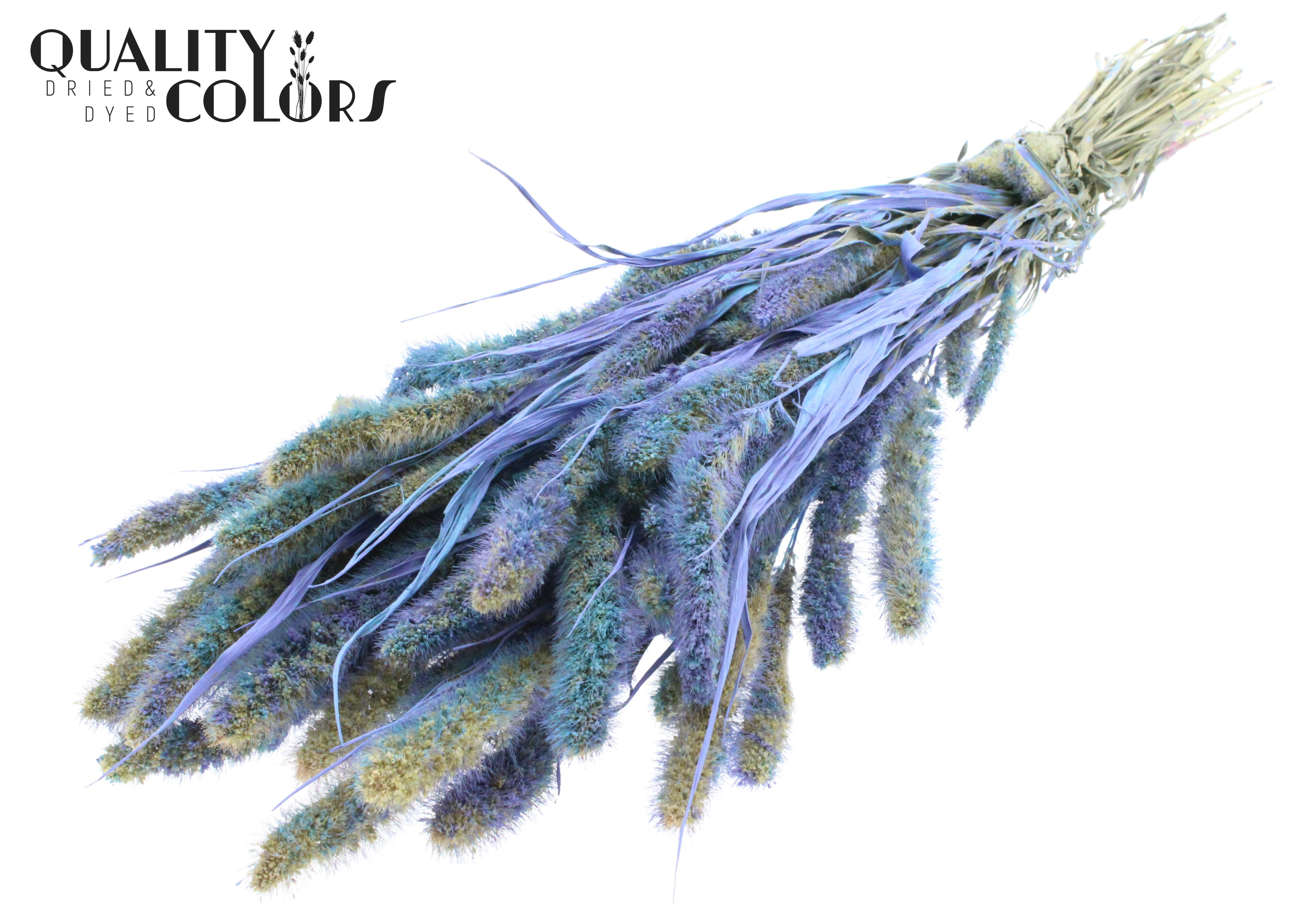 Setaria Multicolour Light Blue Per Bunch 70cm
