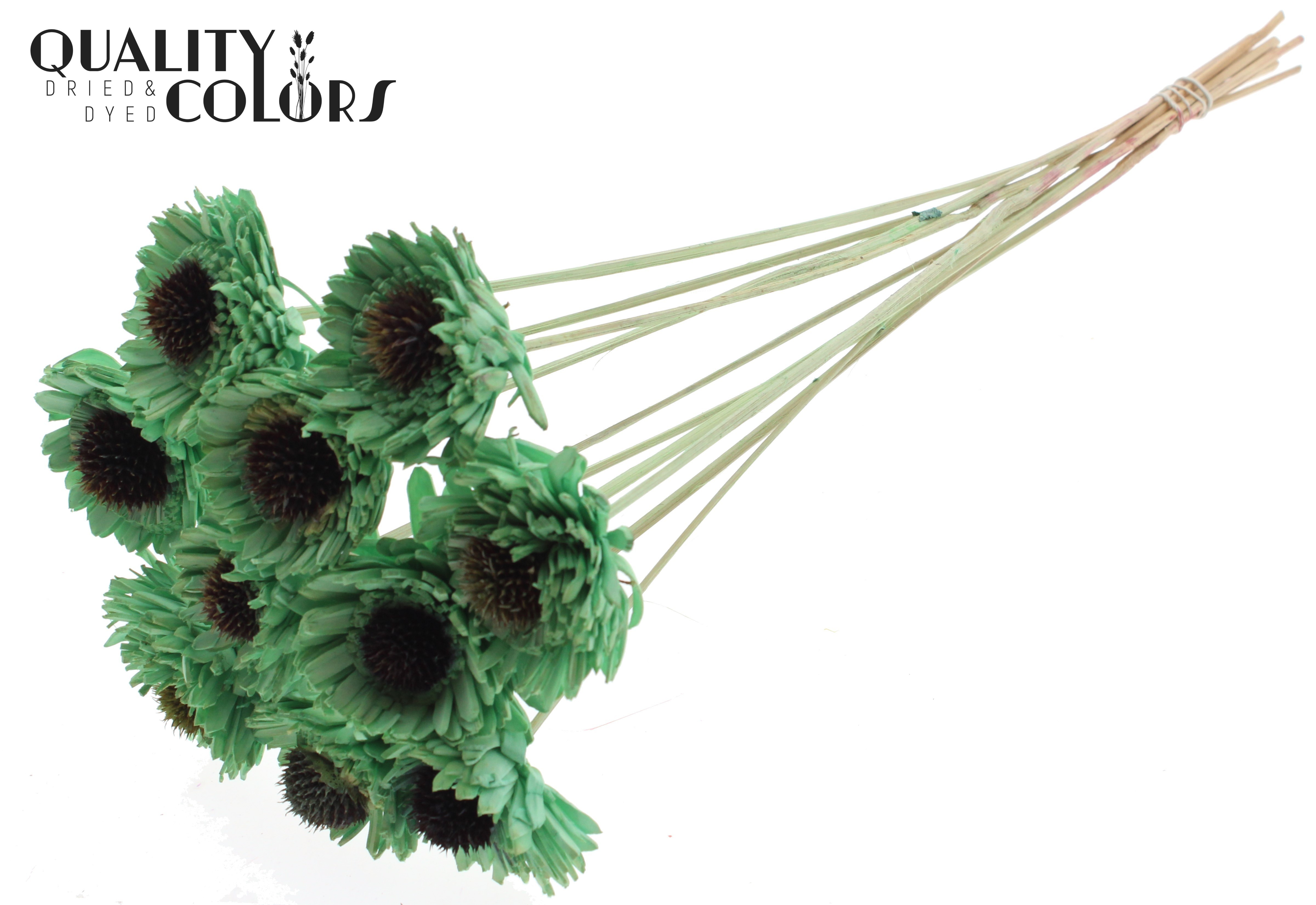 Shola Daisy Sunflower Mint Green 50cm