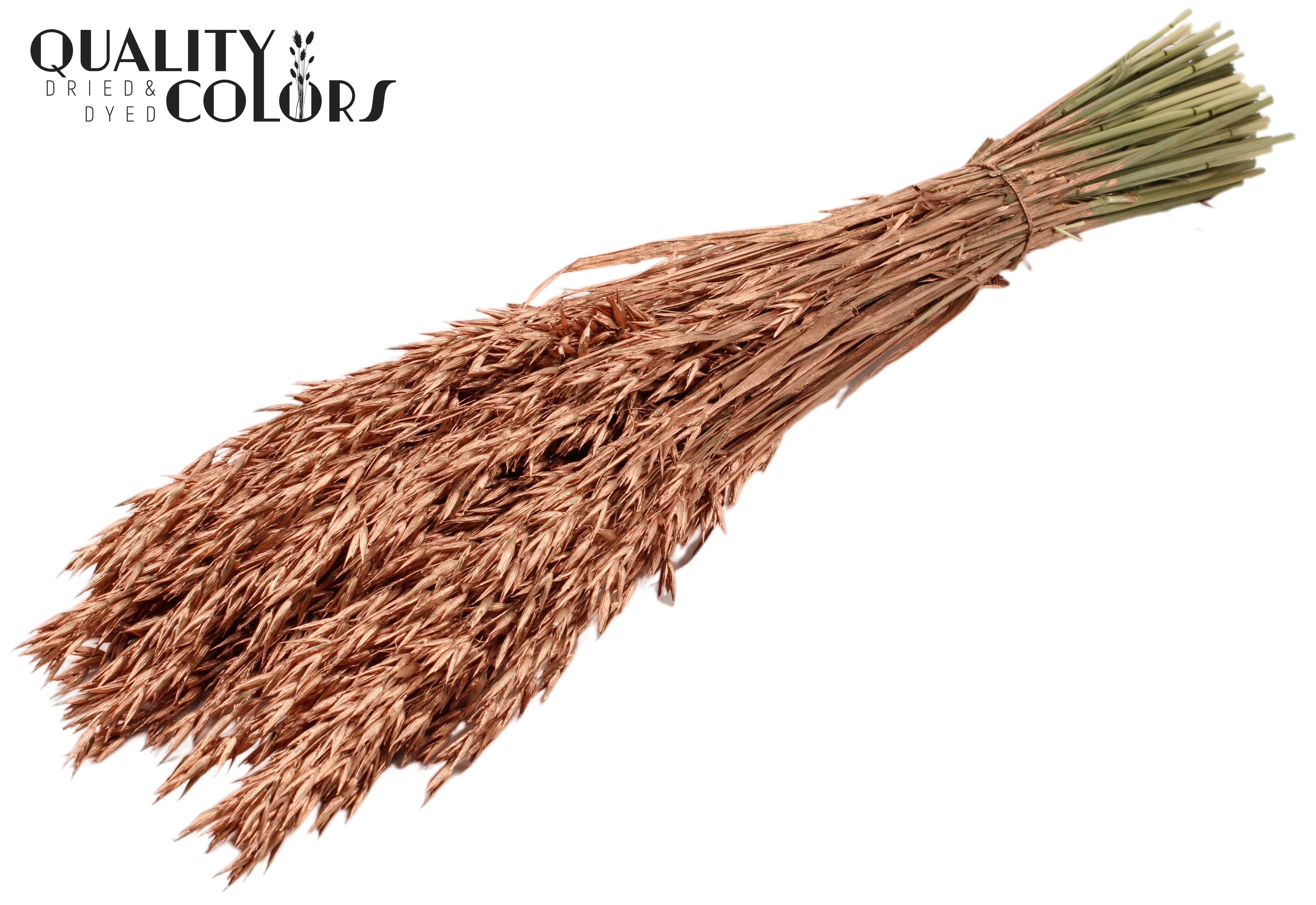 Avena Copper Per Bunch 60cm