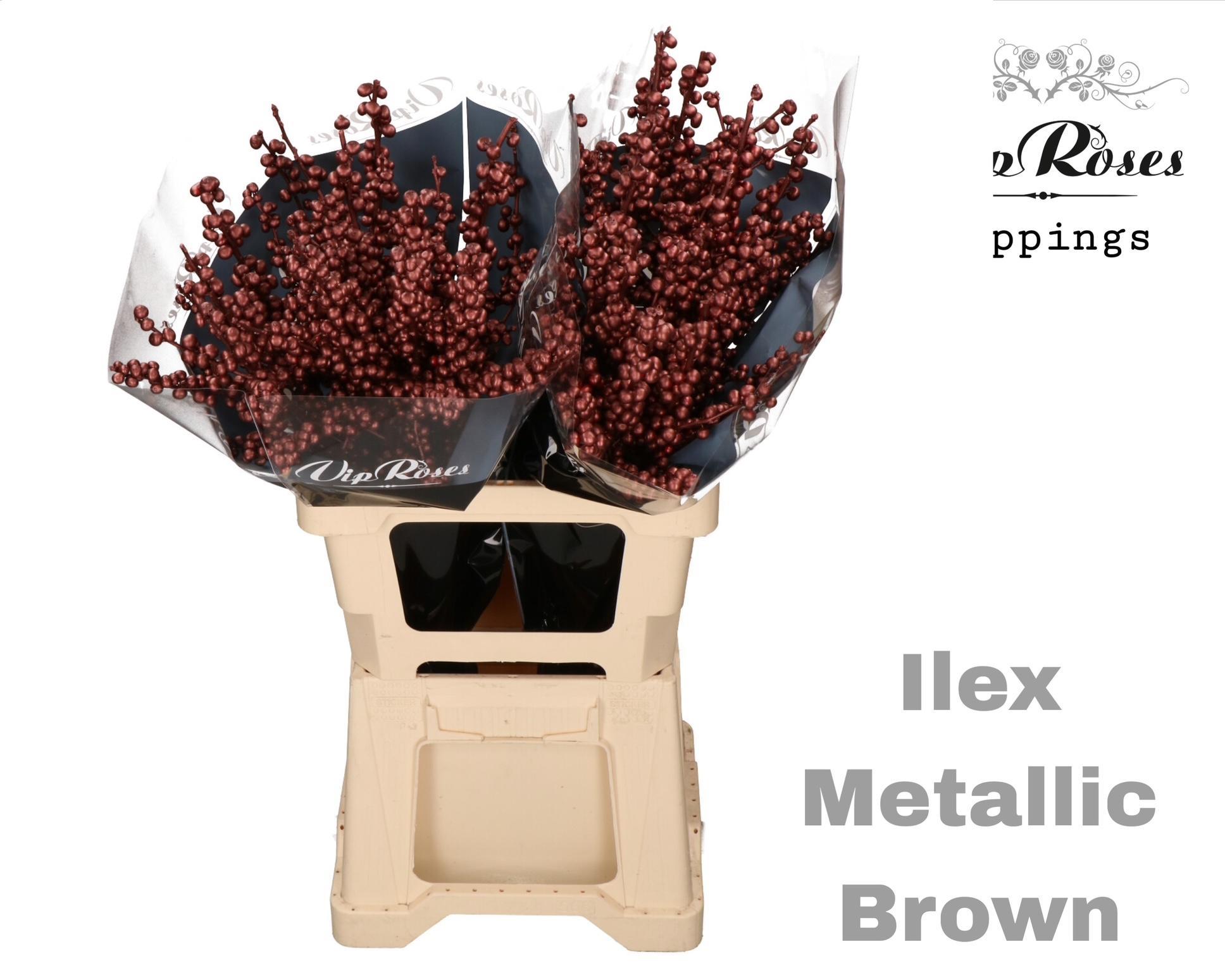 Ilex Dyed Frosty 60cm