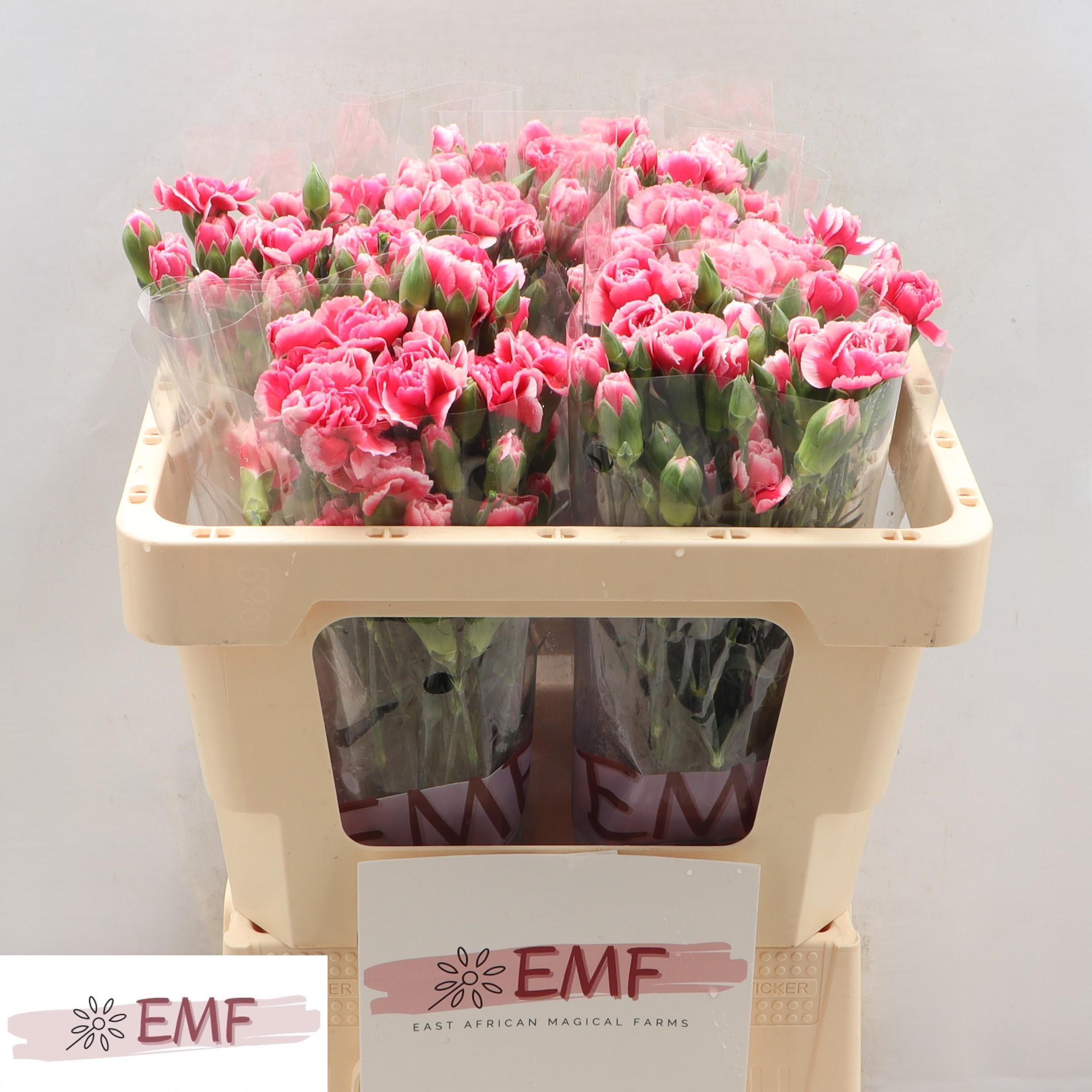 Dianthus Spray Cosmocherry 55cm