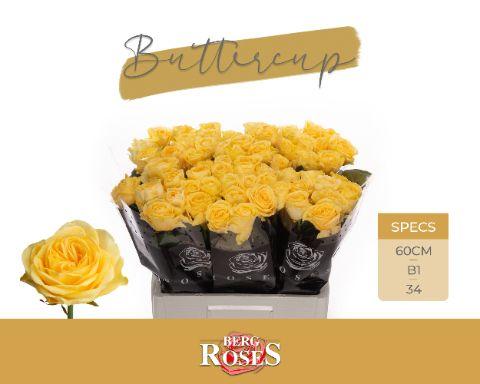 Rosa Buttercup 60cm