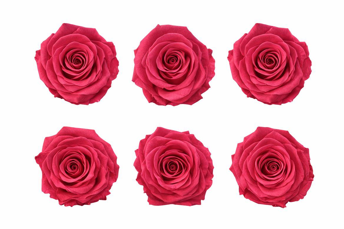 Ro Pres Classic Cherry Blush