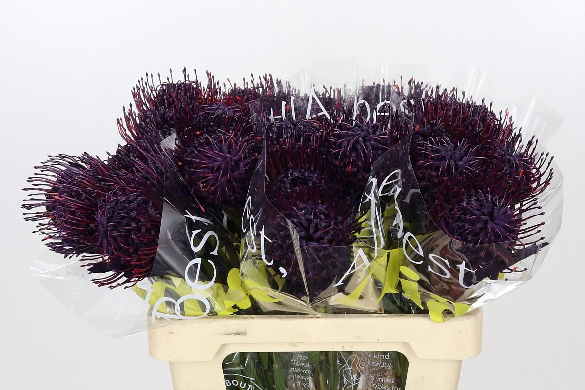 Nutans Painted Aubergine