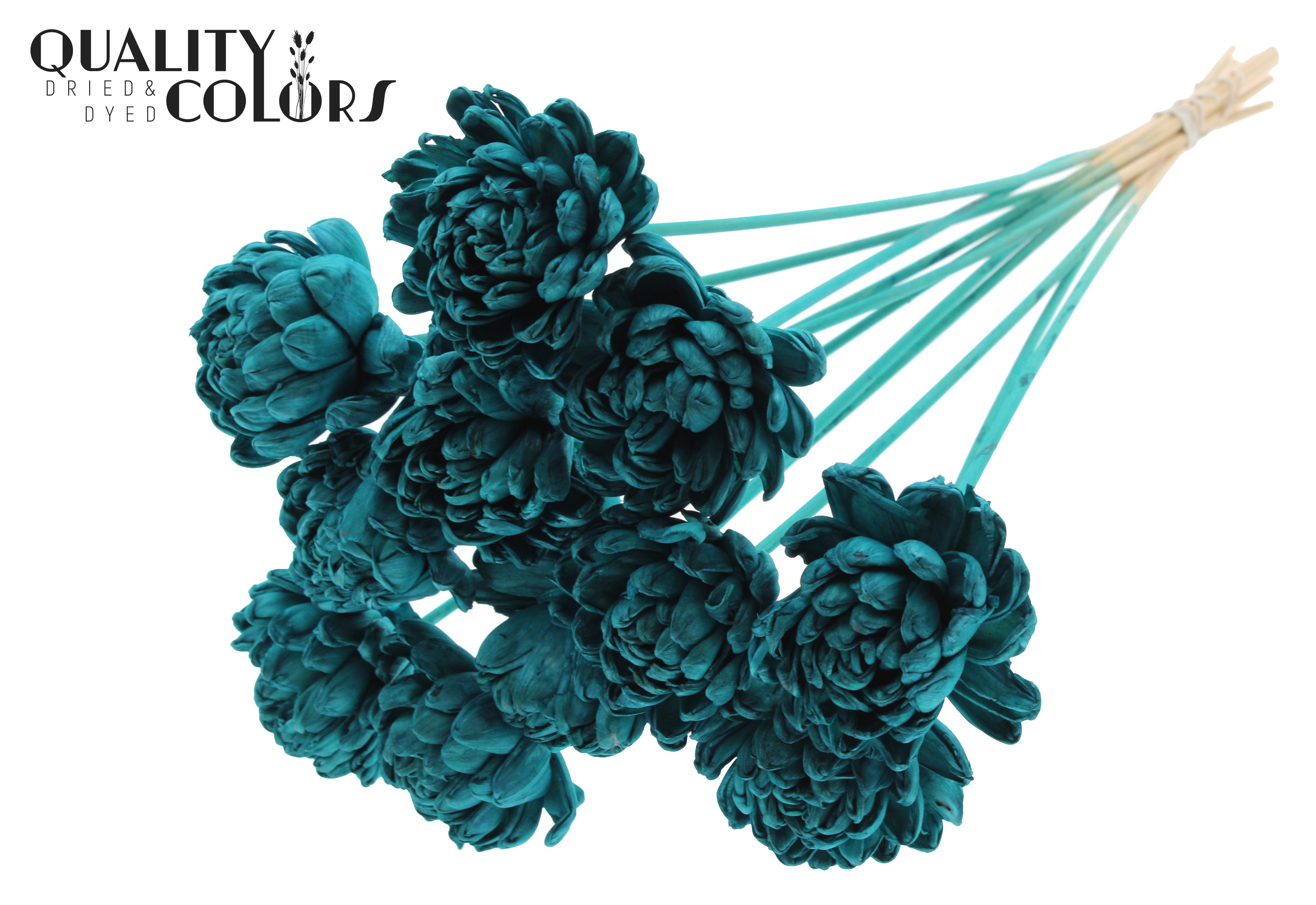 Shola Beauty Rose Turquoise 50cm