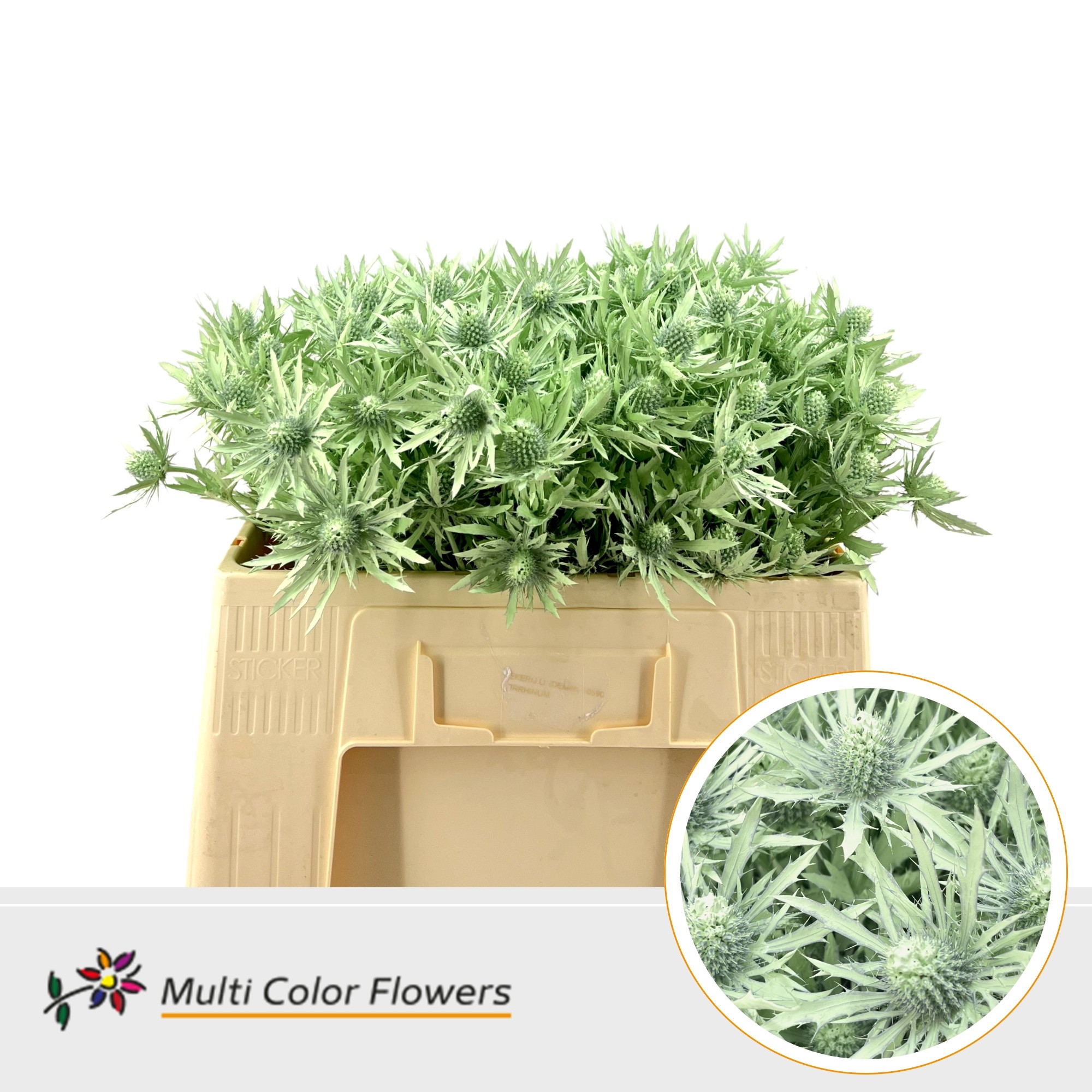 Eryngium Mint