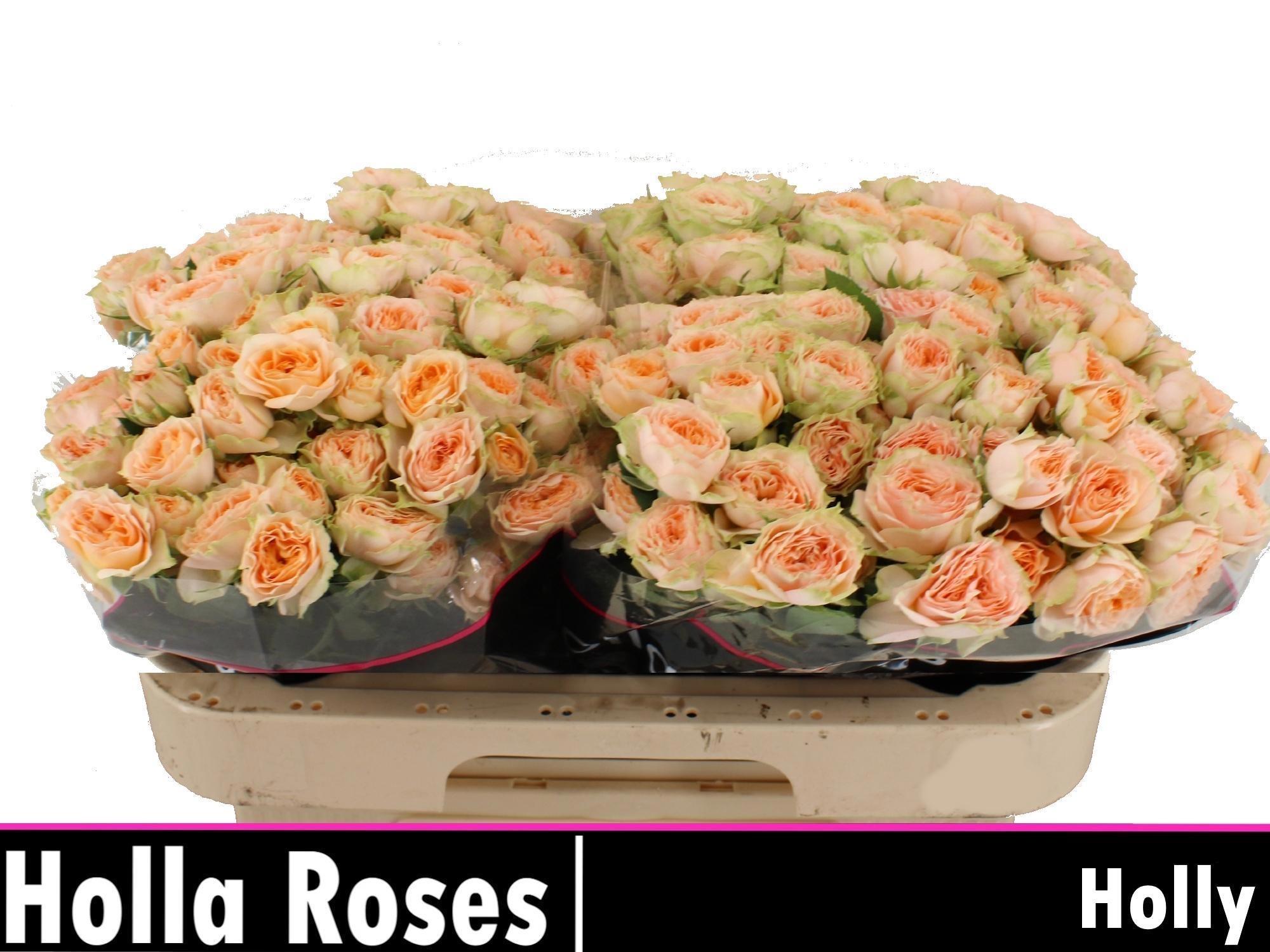 Rosa Spr Holly 60cm
