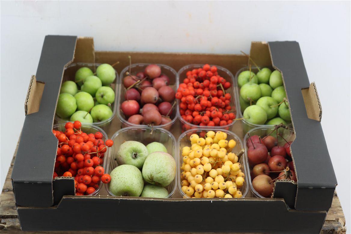 Sier Sorbusbes Malus Mixed X8