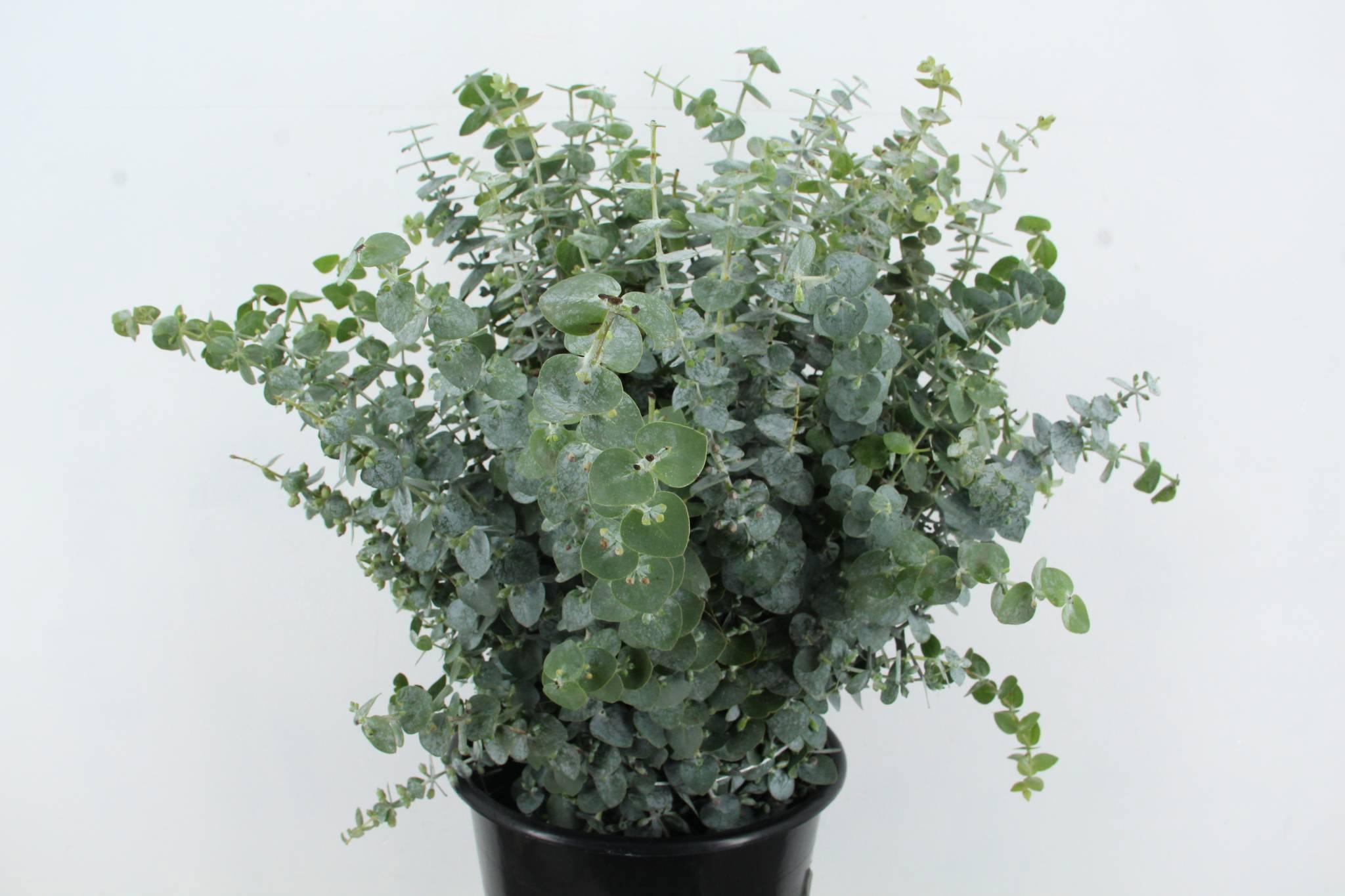 Eucalyptus Baby Blue Per Bunch 65cm 200gr.